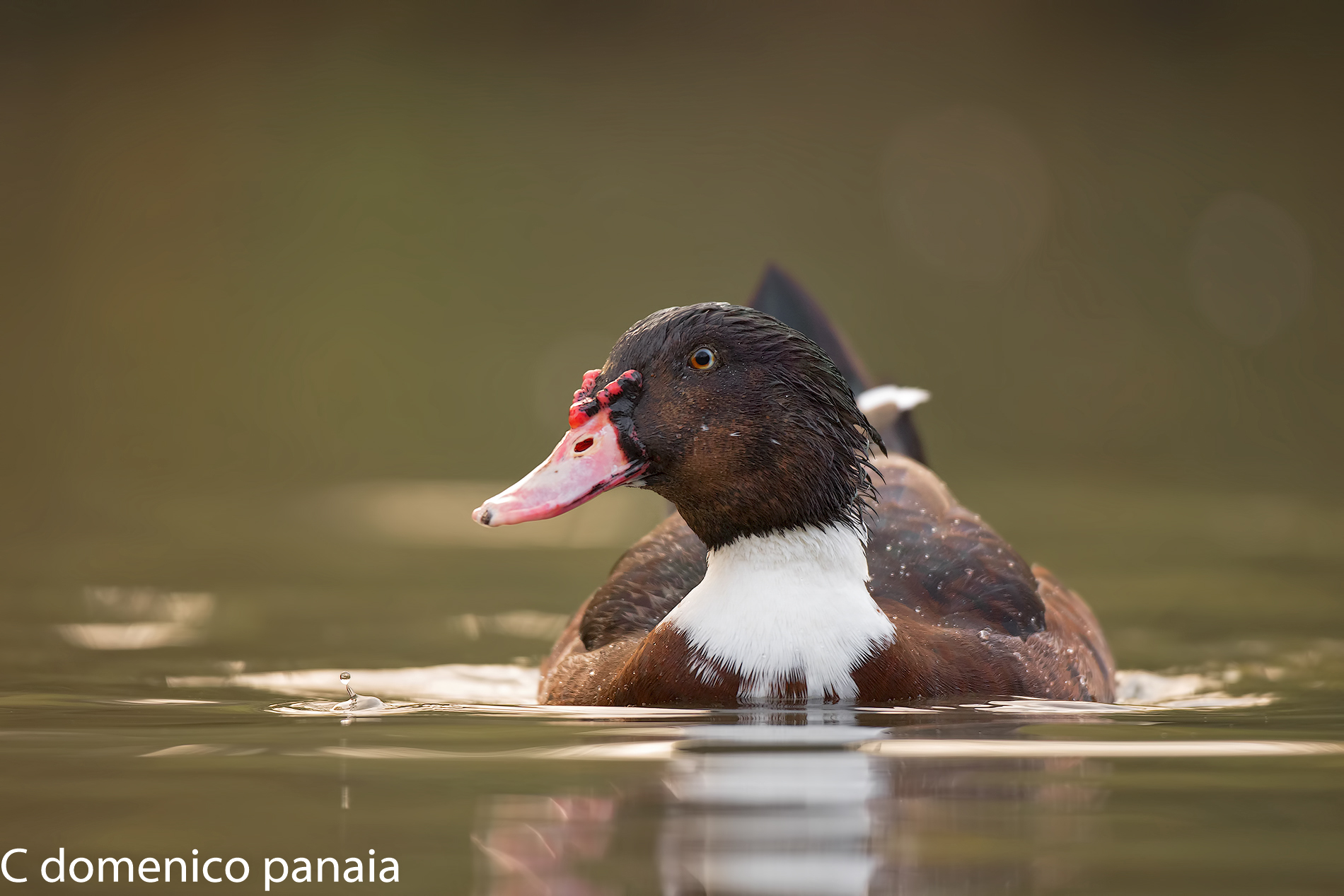 Duck without identity