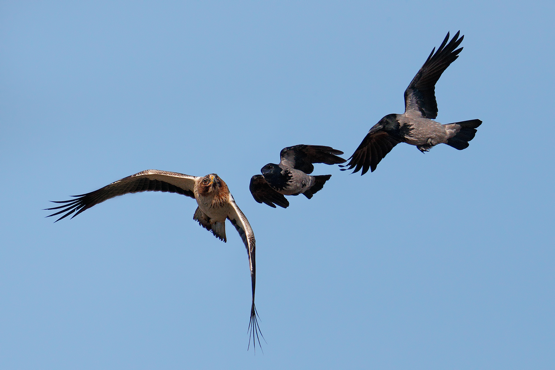 Damn crows! -Lesser Eagle
