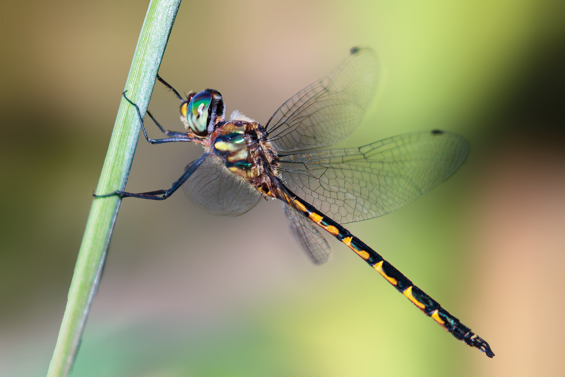 Libellula alla cresta pietroso