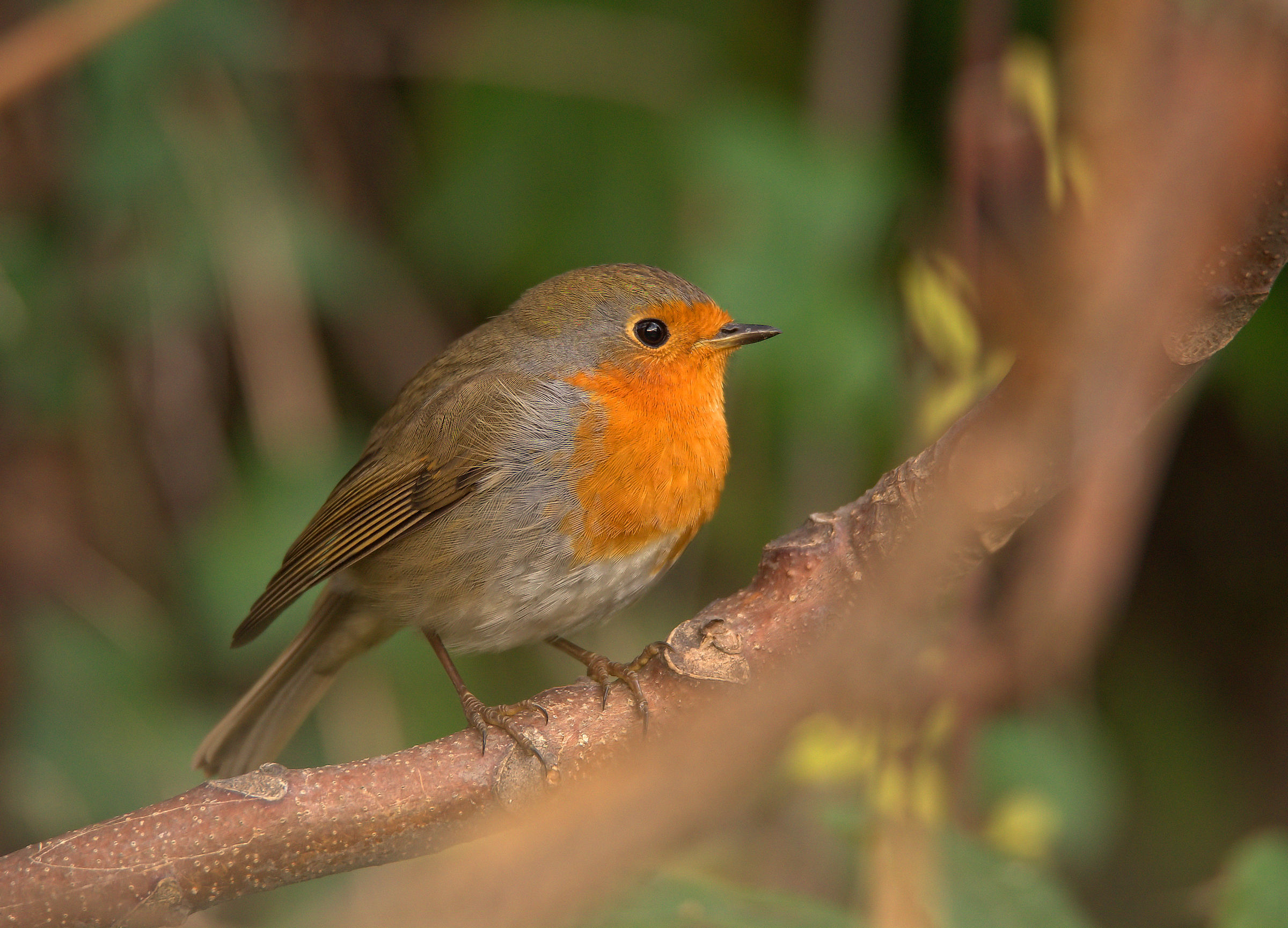 Robin