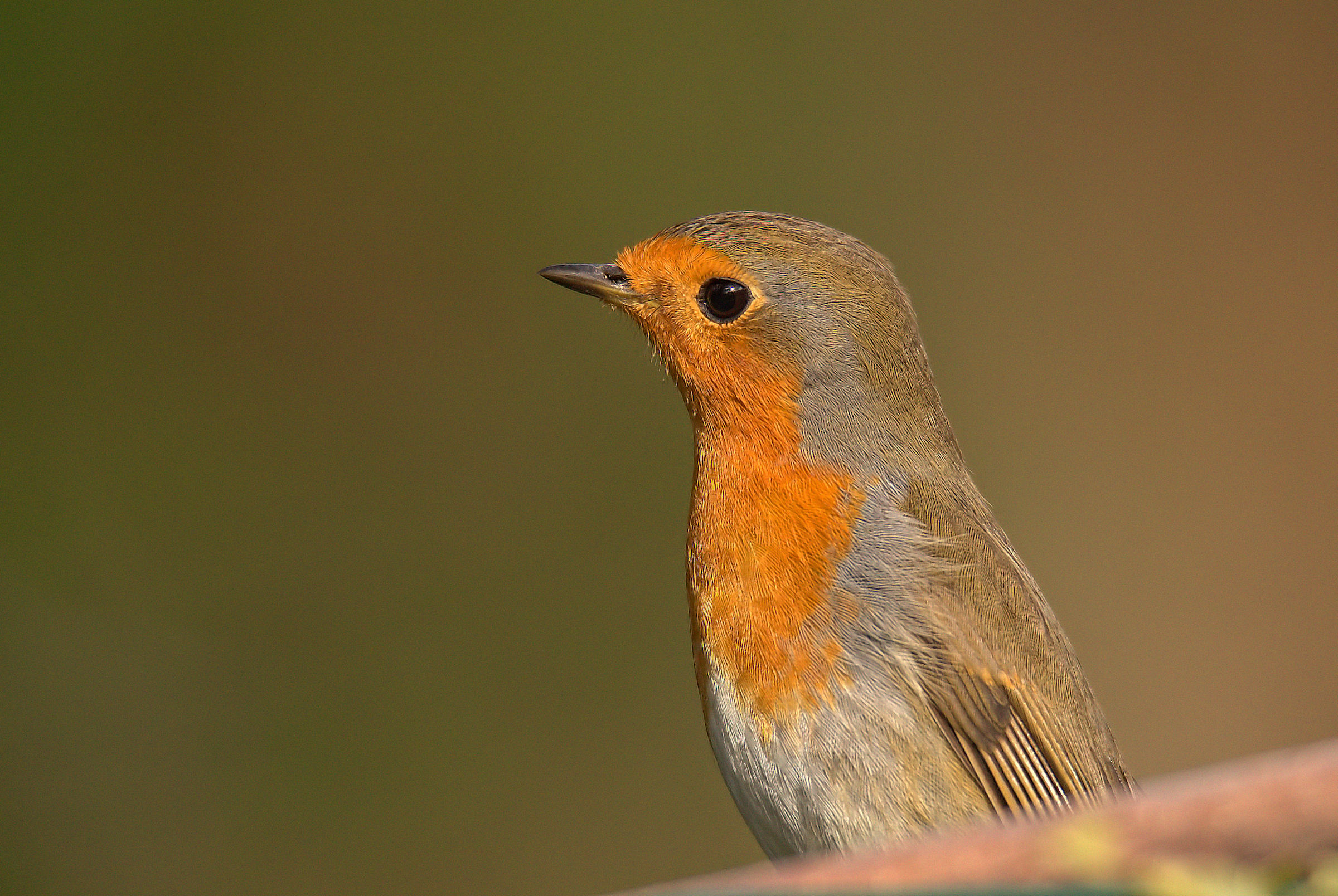Robin