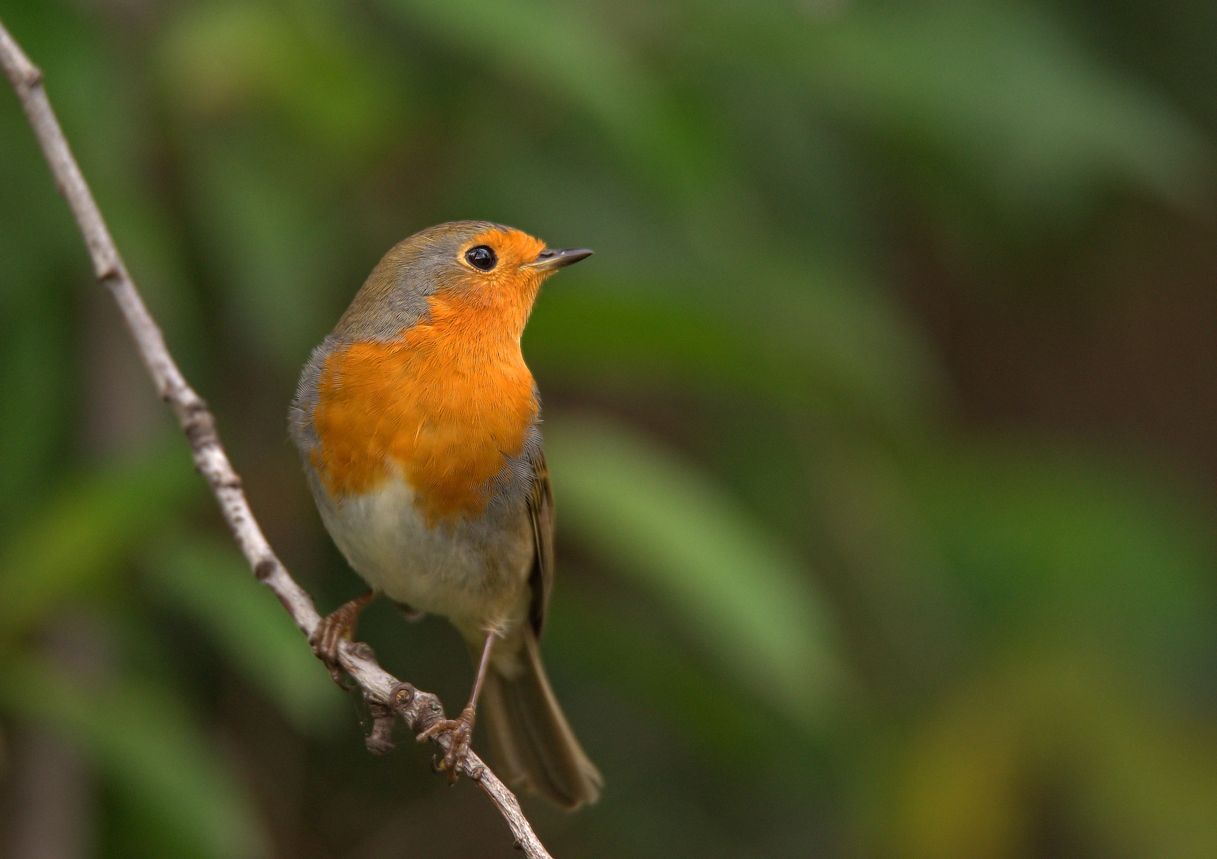 Robin