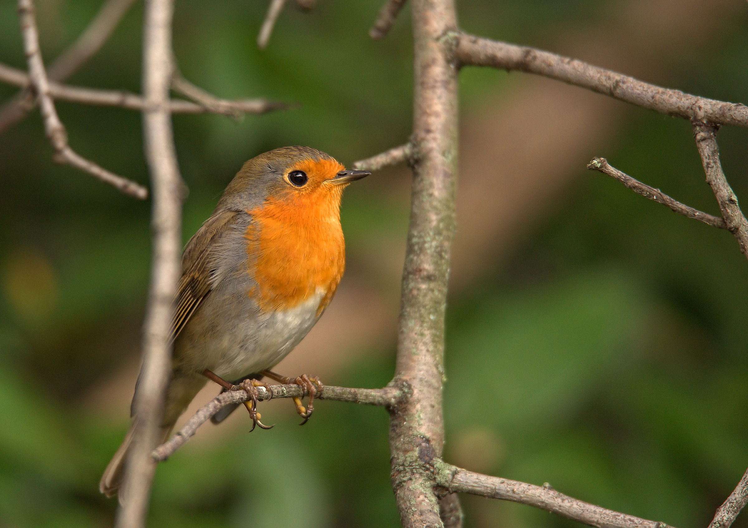Robin