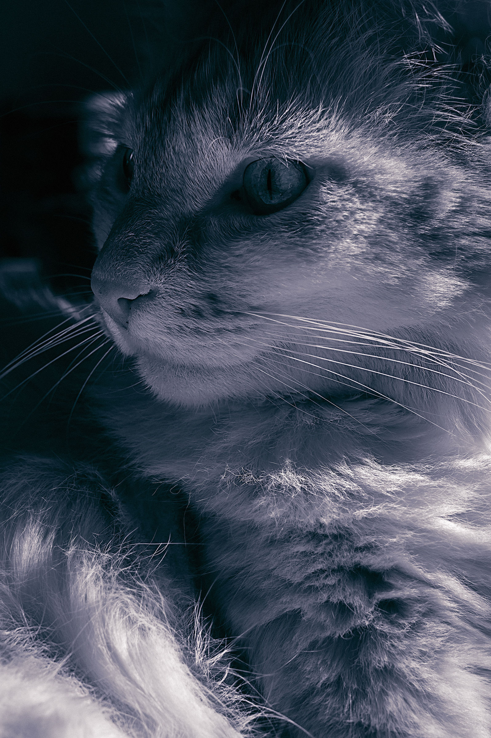 Cold-Toned Feline portrait in BN