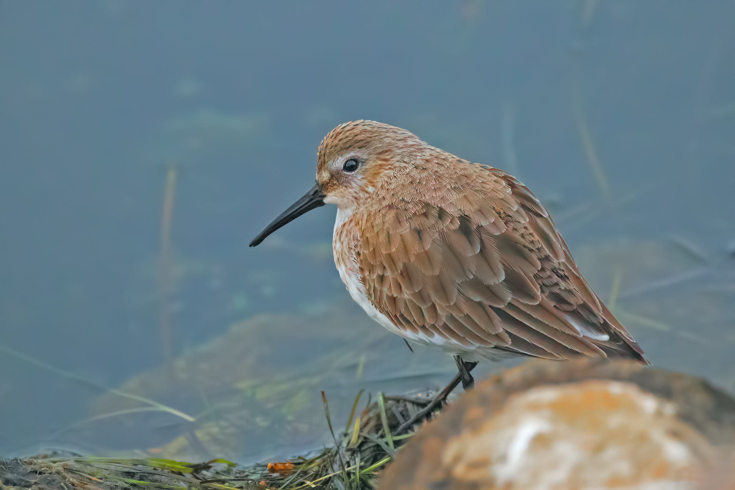Piovanello among the Rocks