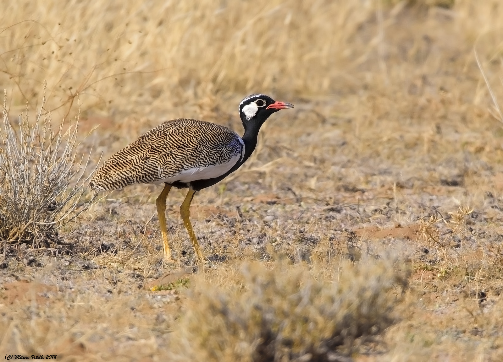 Northrn Blak Korhaan (Afrotis afraoides) Kalahari