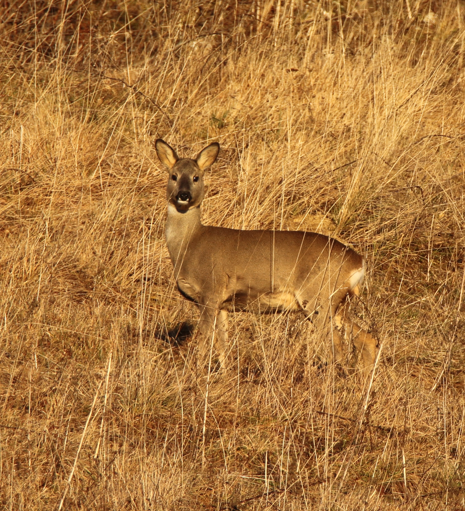 Capriolo, Monte Grappa
