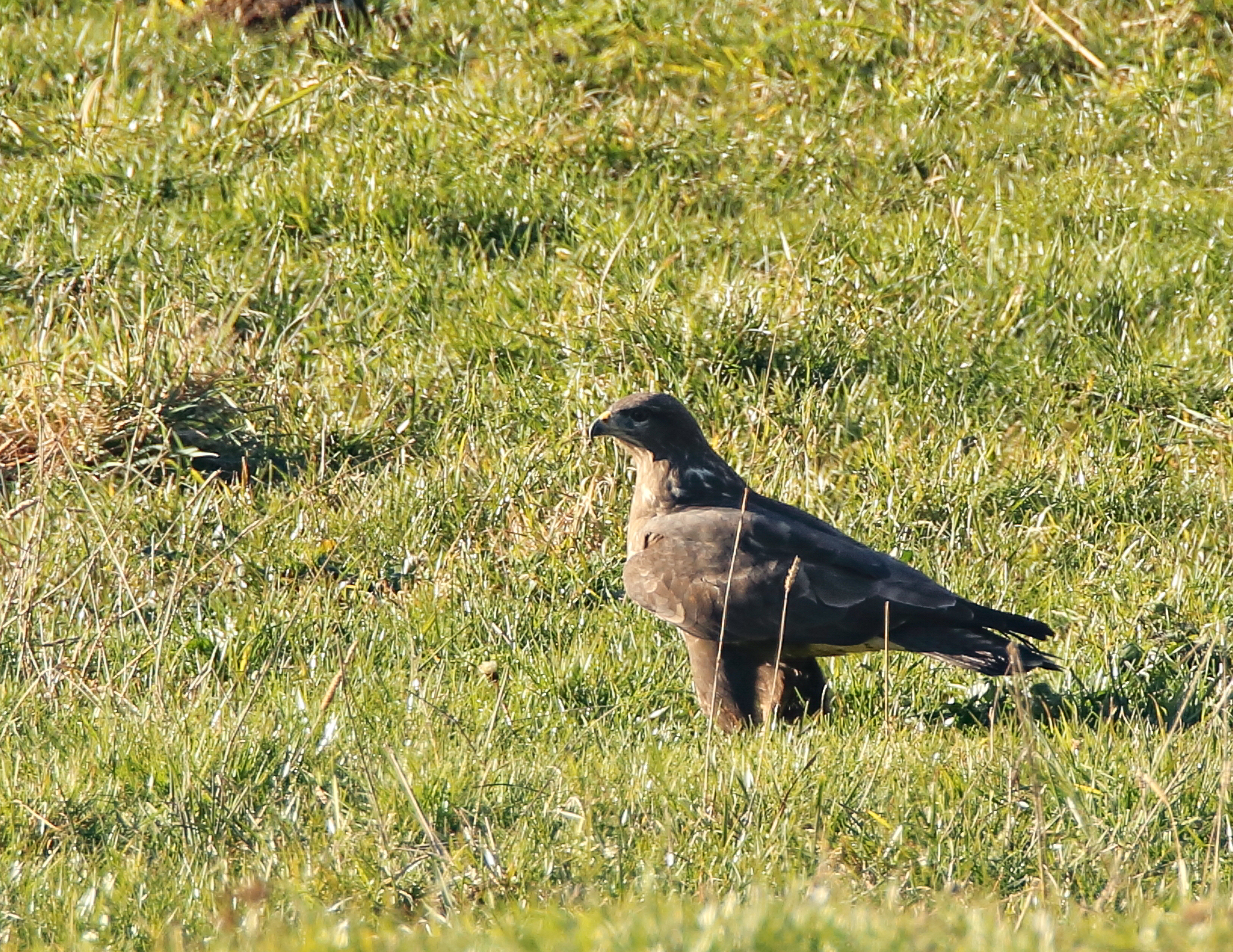 Buzzard, Asiago Plateau