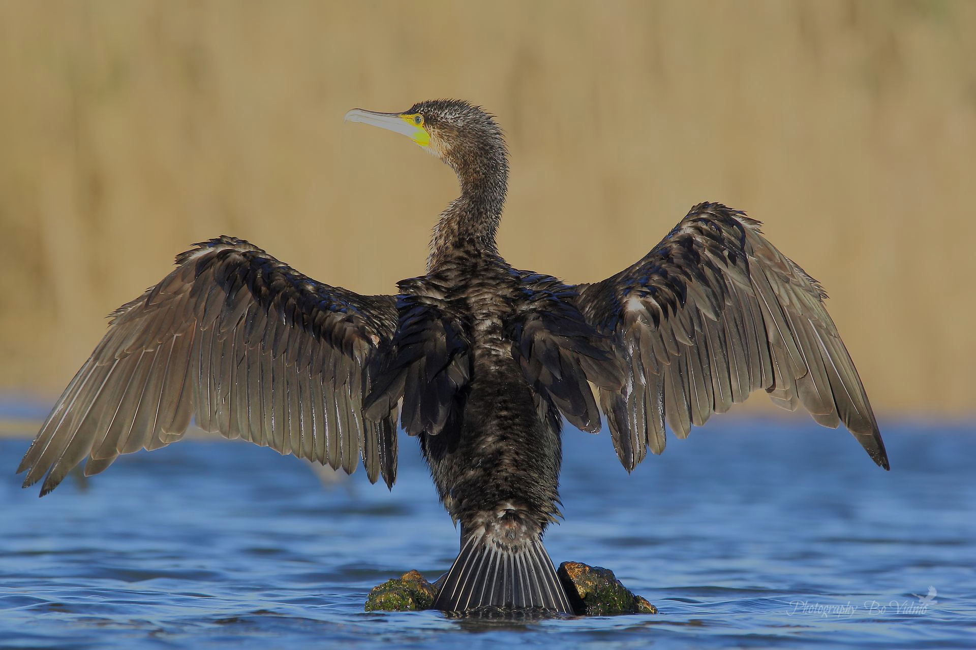 Cormorano