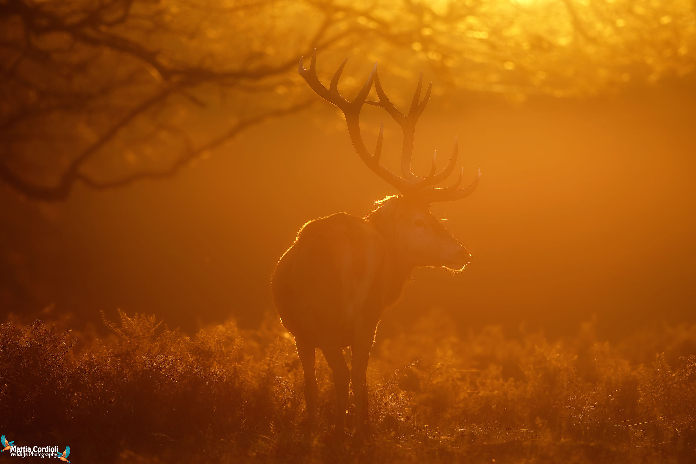 Deer in the Wonderland
