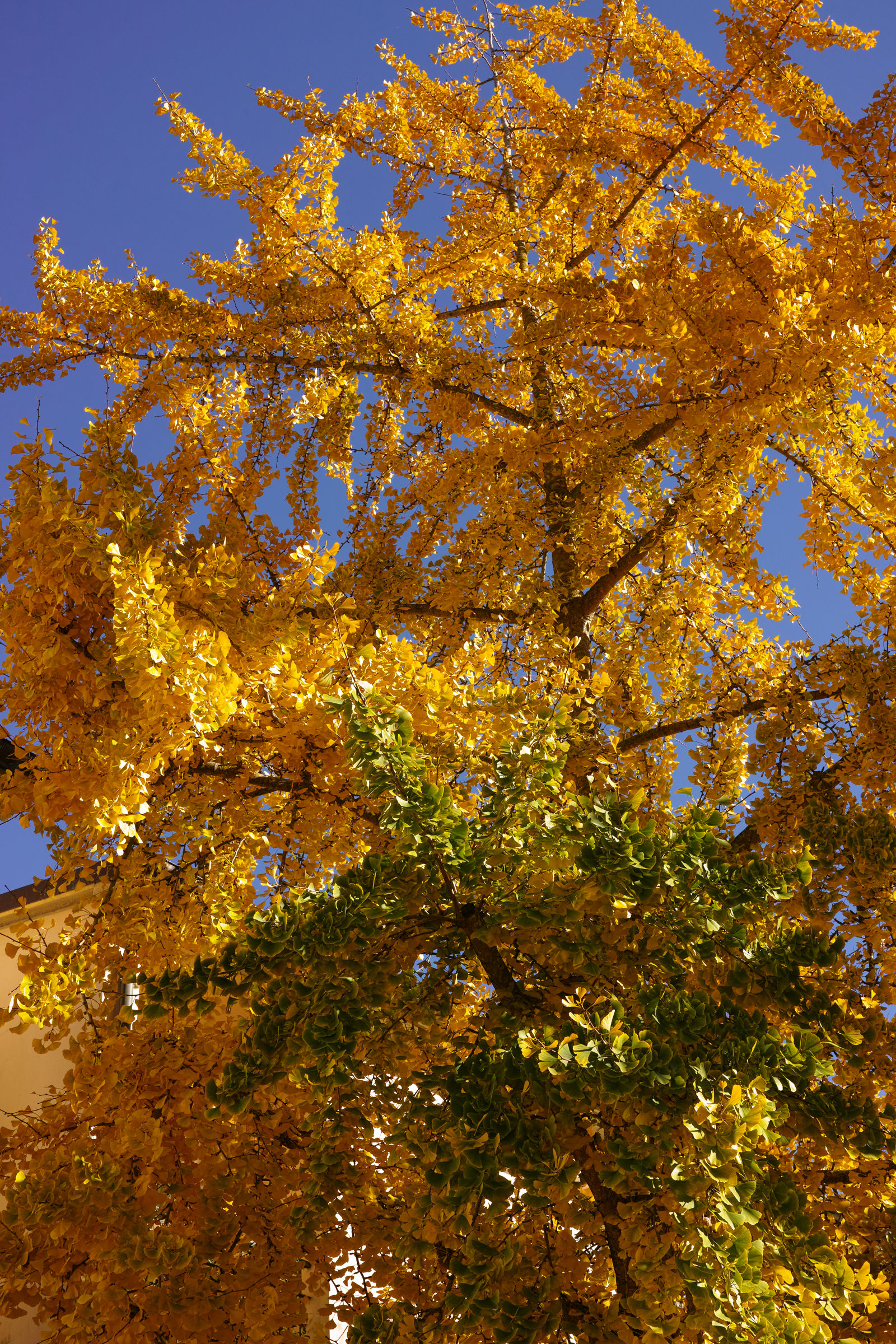 Prima foto Merril Ginko Biloba