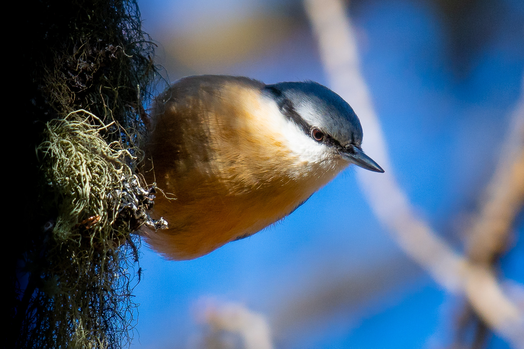 Picchio muratore nel suo ambiente