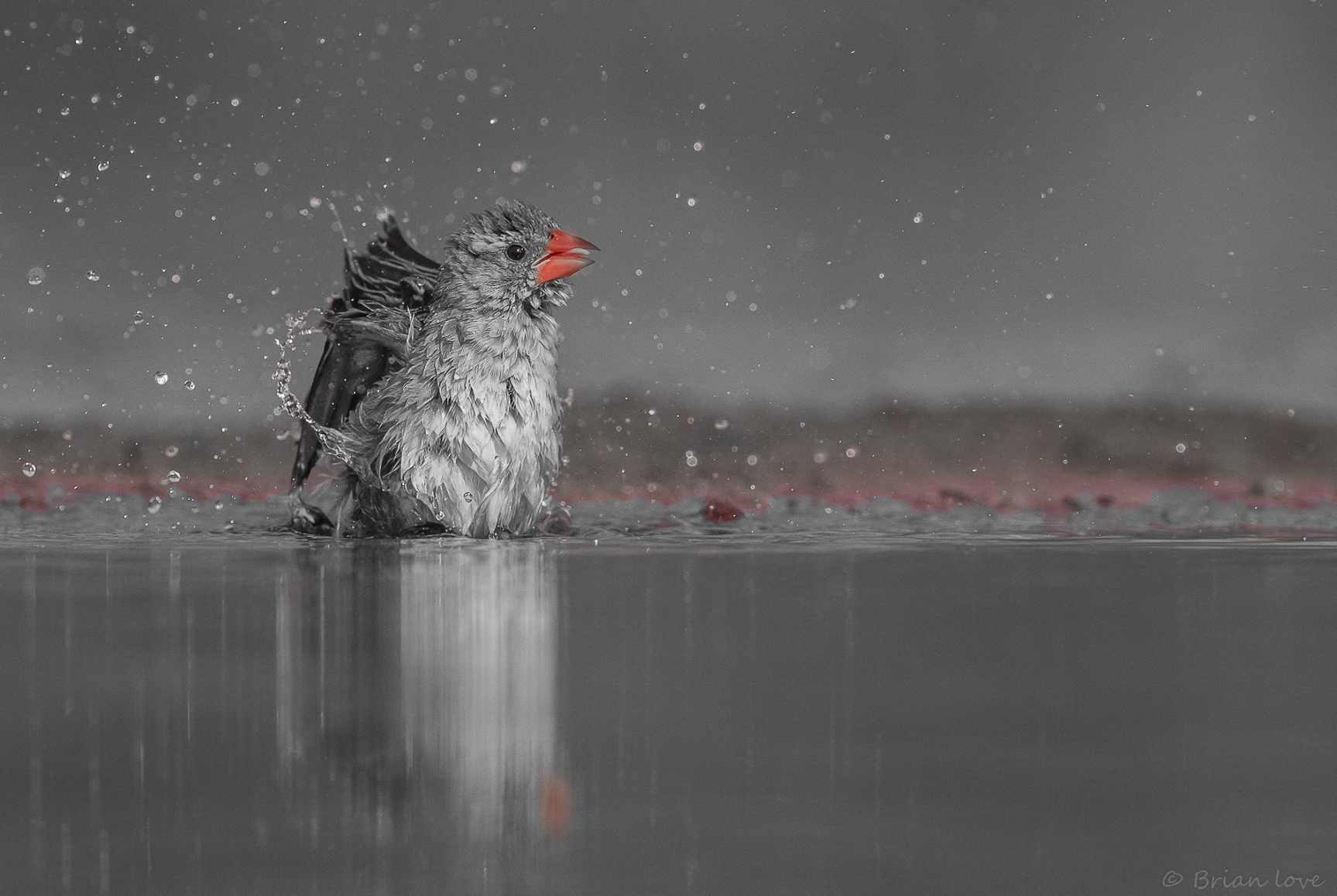 Red-billed Quelea (Quelea quelea)