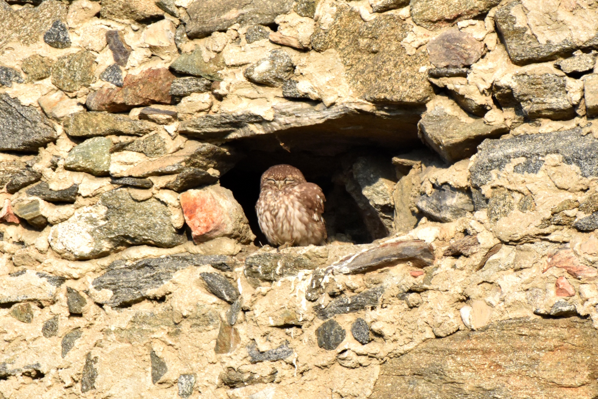 The bedtime of the Owl