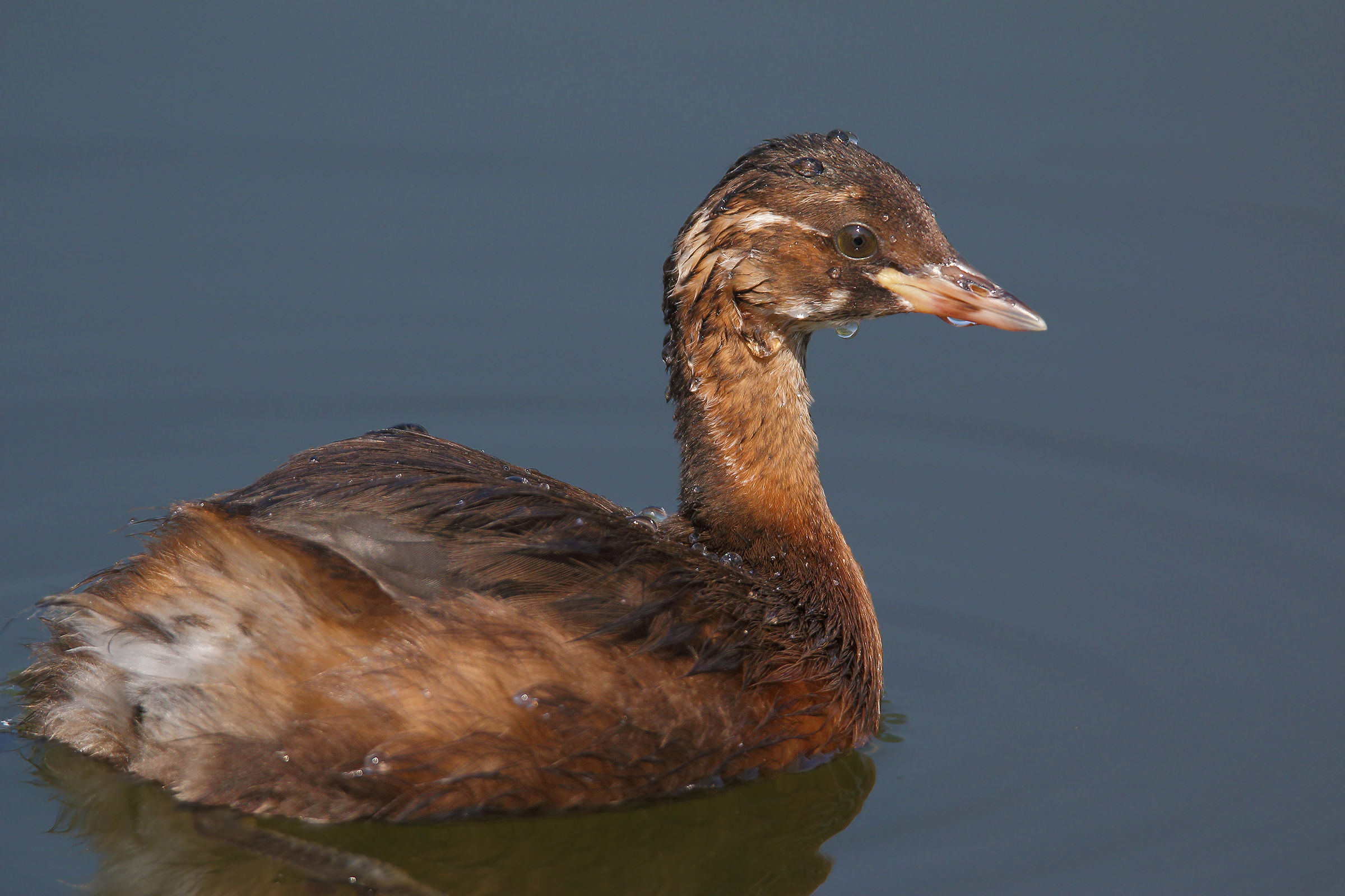 The little diver after the dip