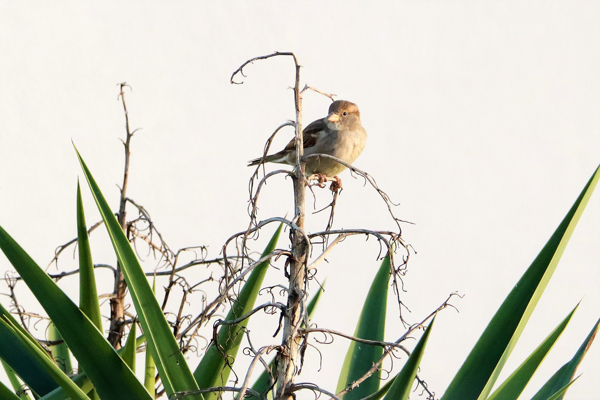 Passerotto non andare via