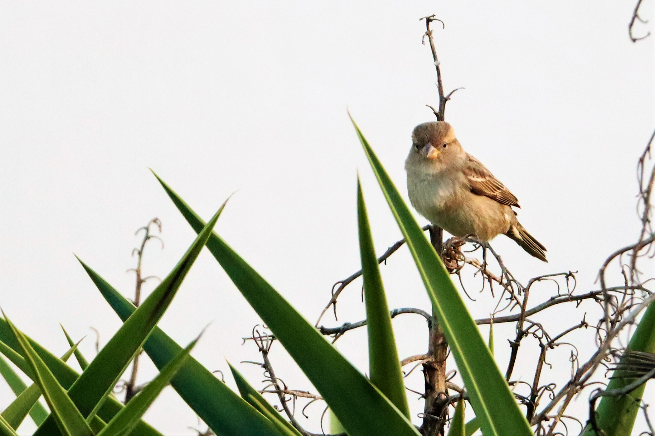 Passerotto non andare via 3