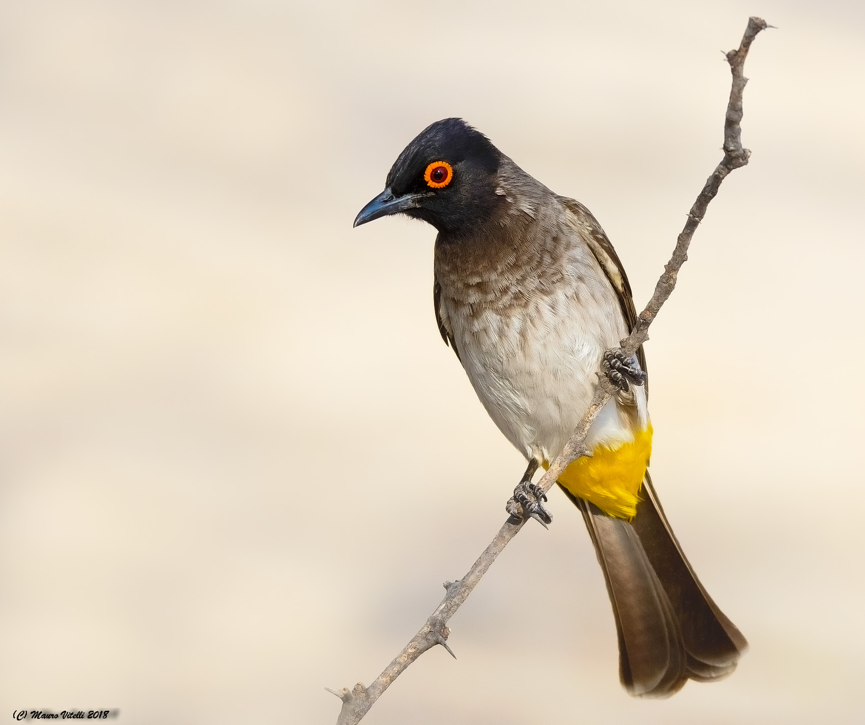 African Red-Eyed Bulbul (Pycnonotus nigricans)