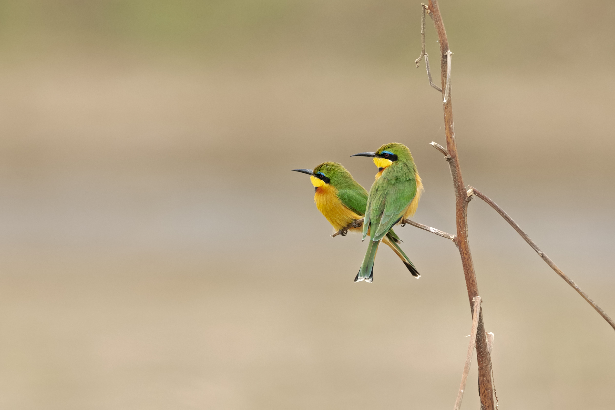 Little Bee-eater
