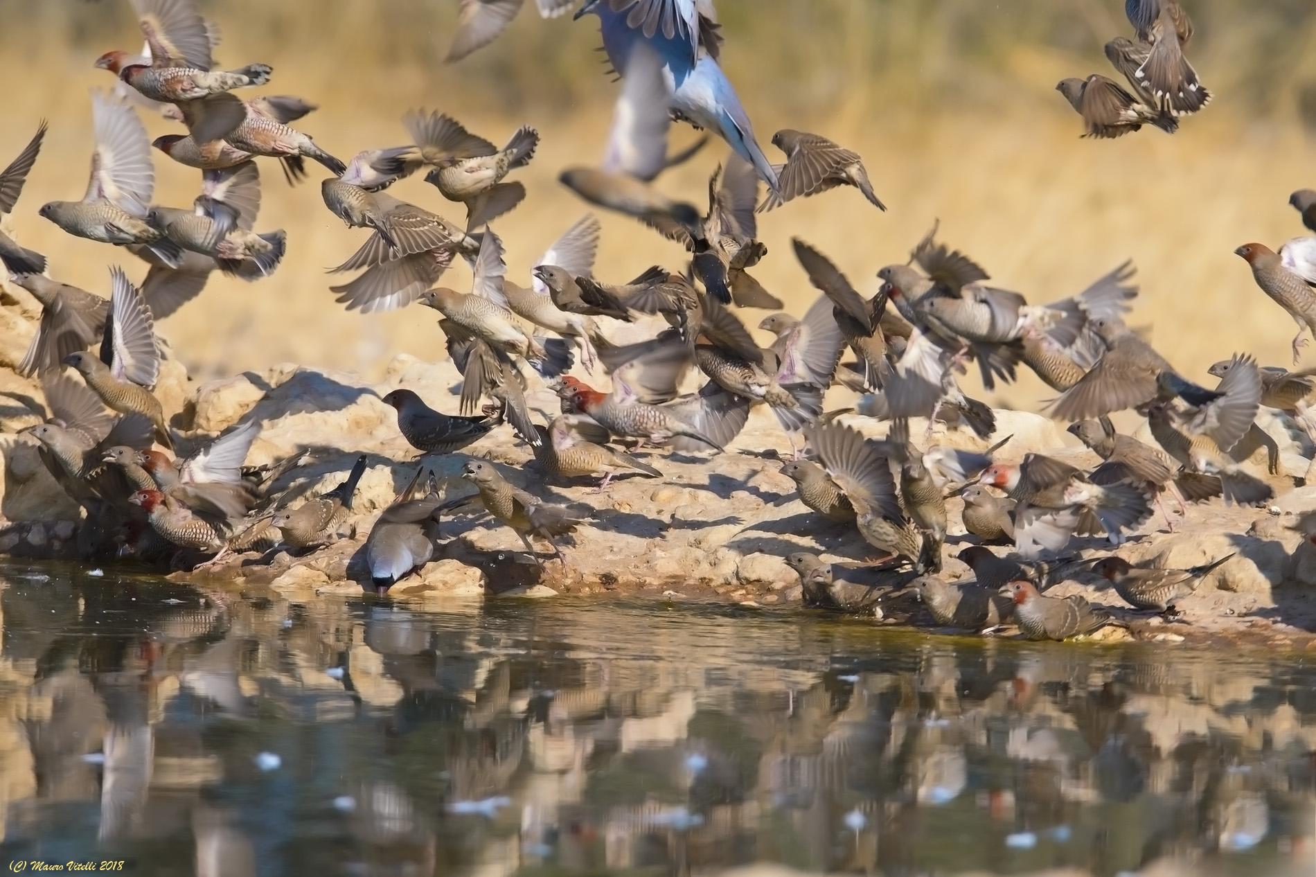 Puddle in Central Kalahari (Botswana)