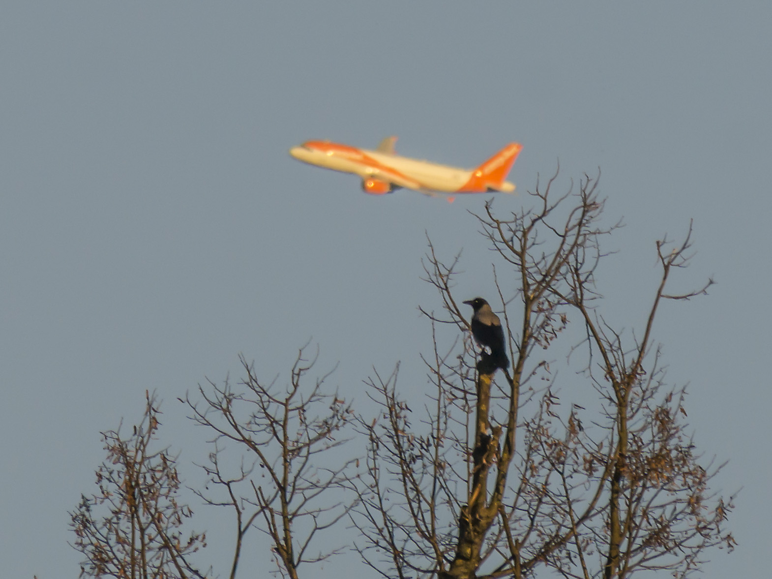 Cornacchia grigia e Airbus a319