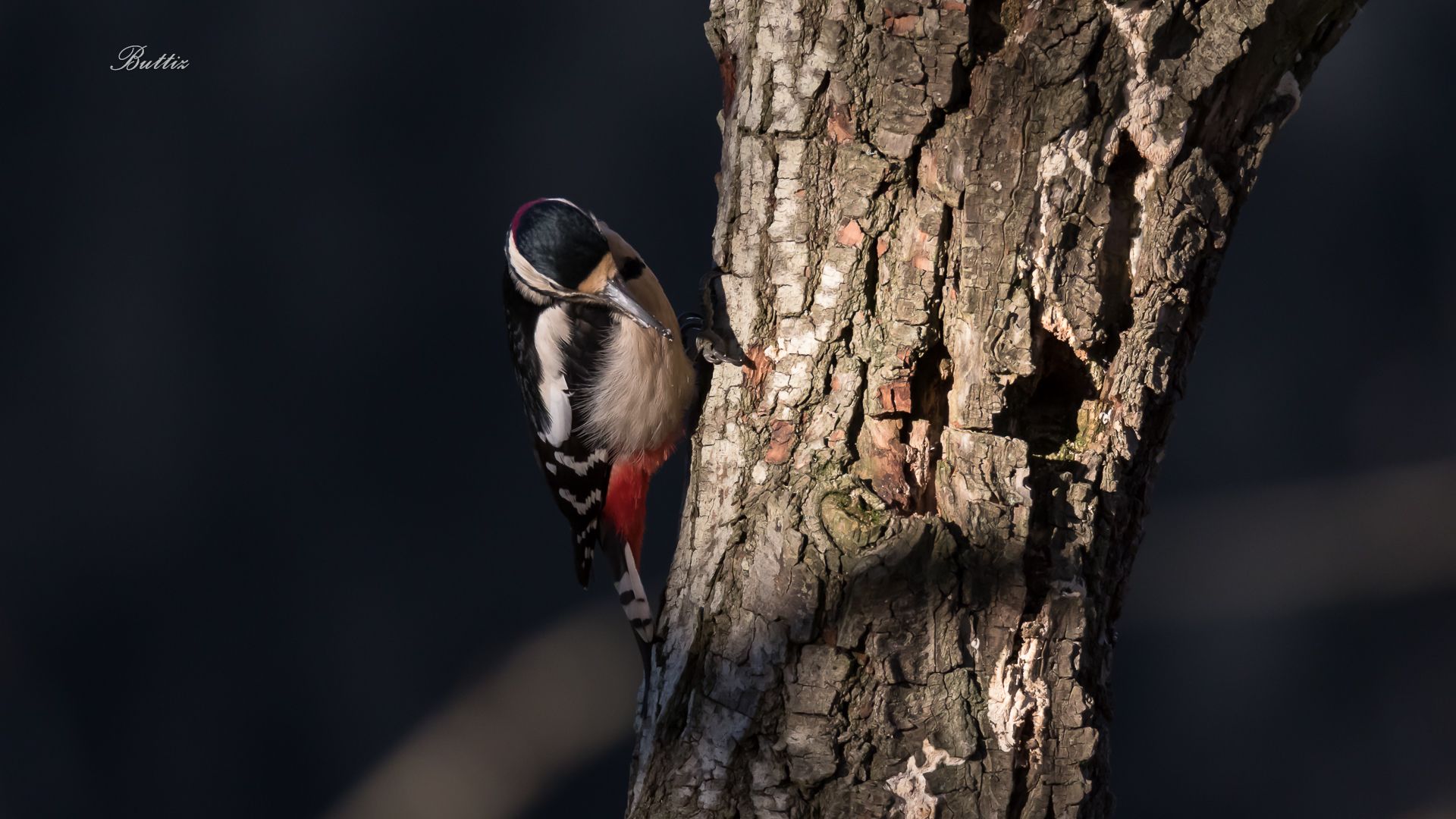 Senior Red Woodpeckers