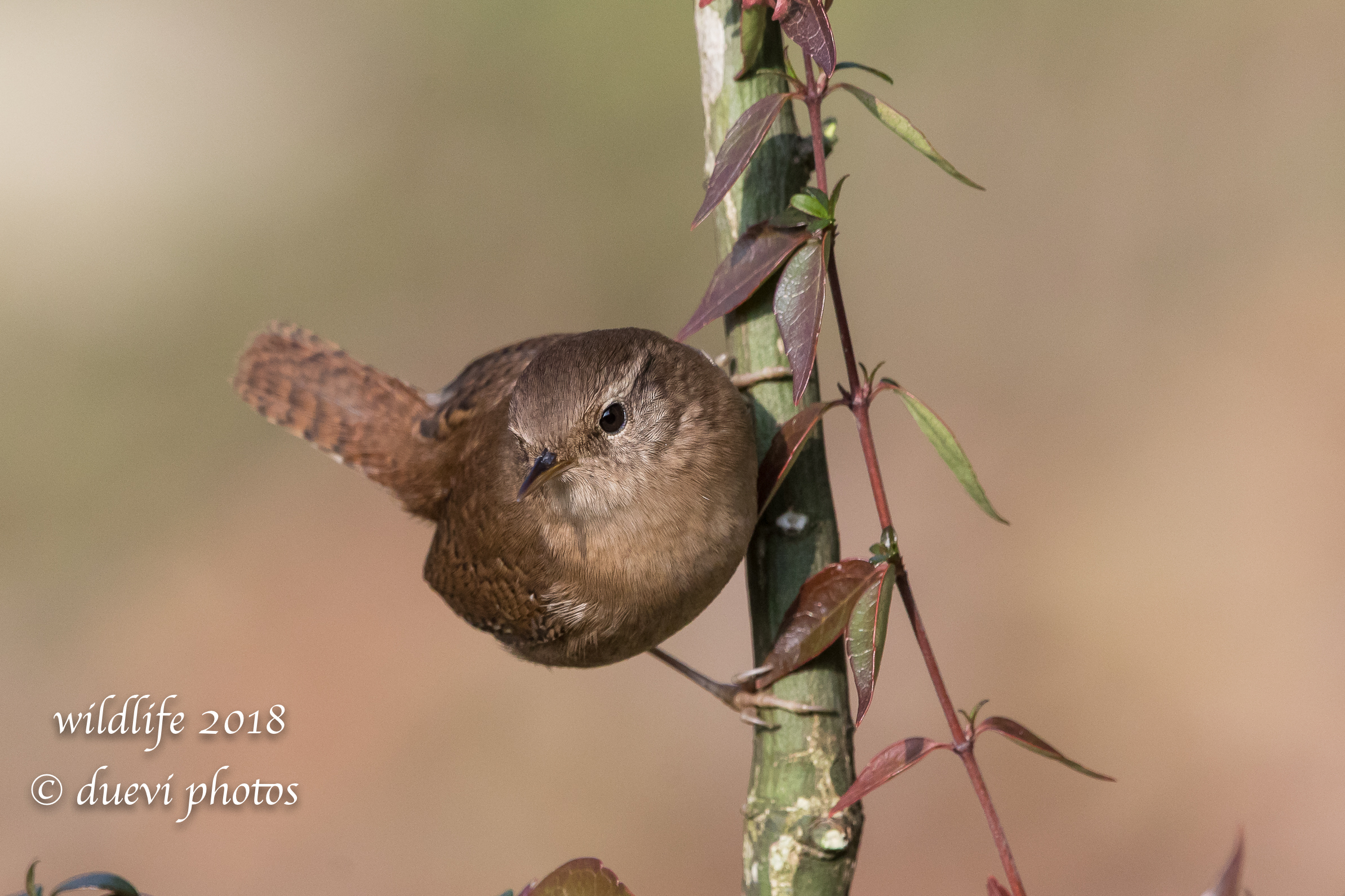 Troglodytes troglodytes