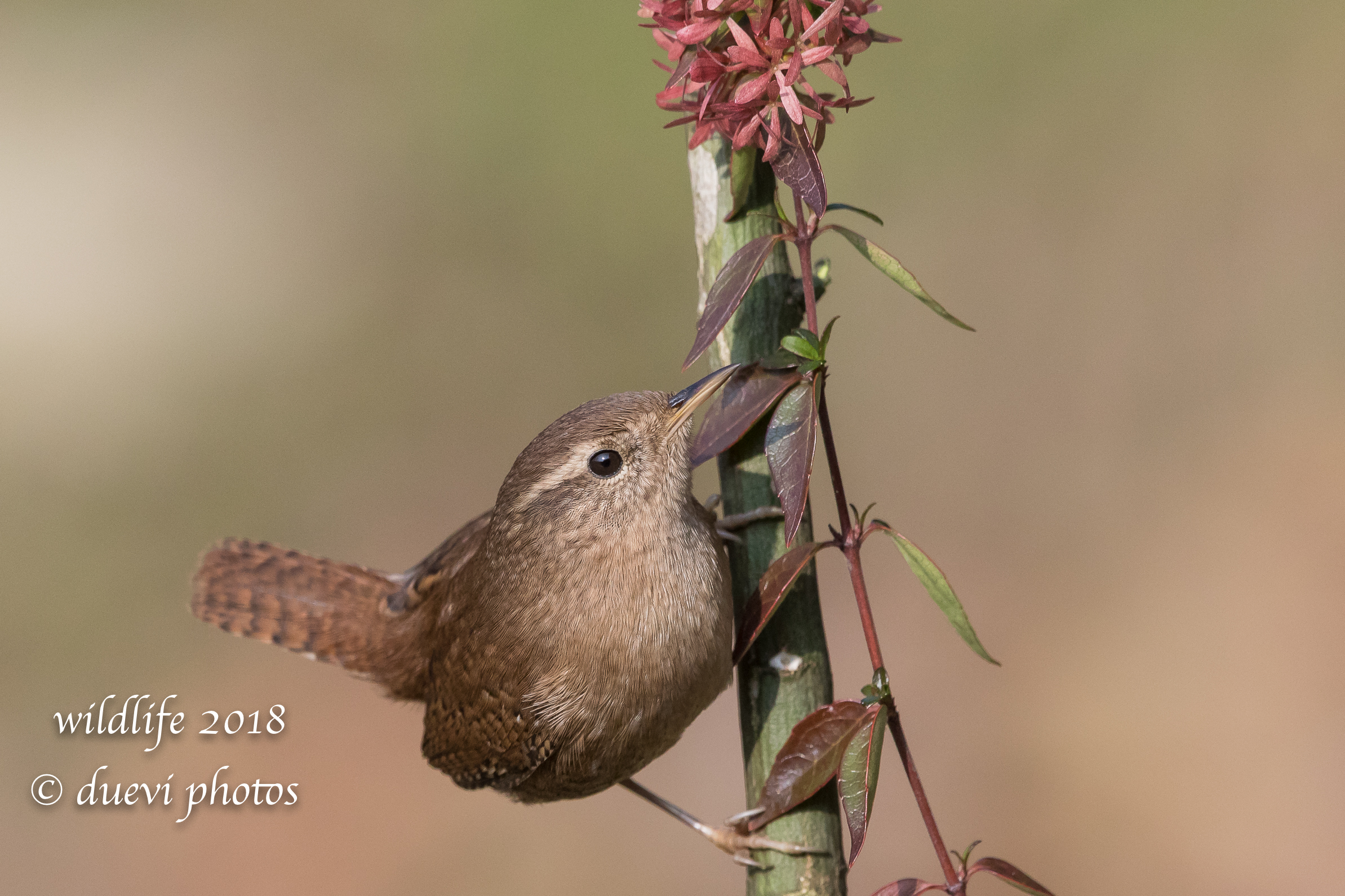 Troglodytes troglodytes