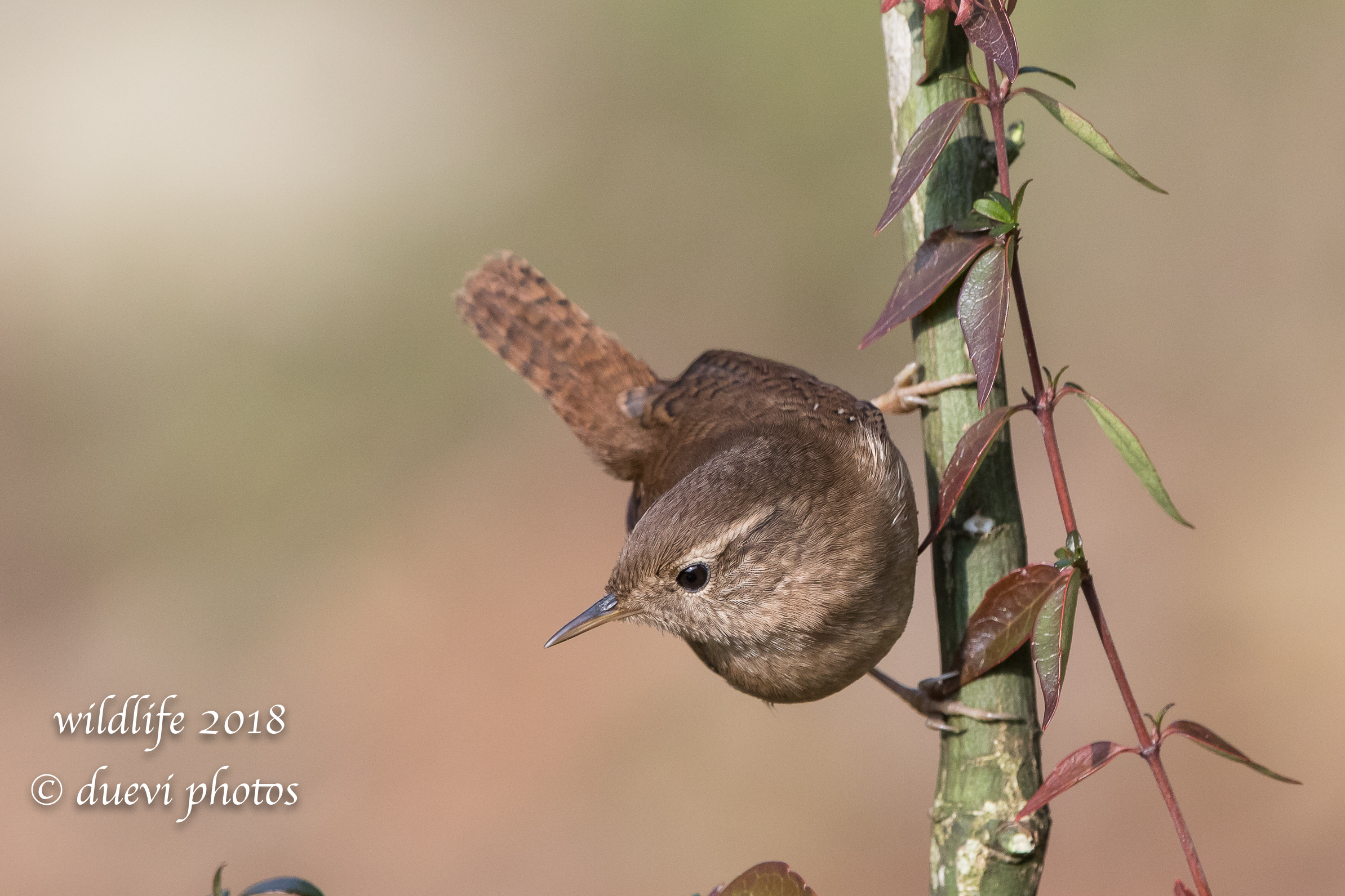 Troglodytes troglodytes