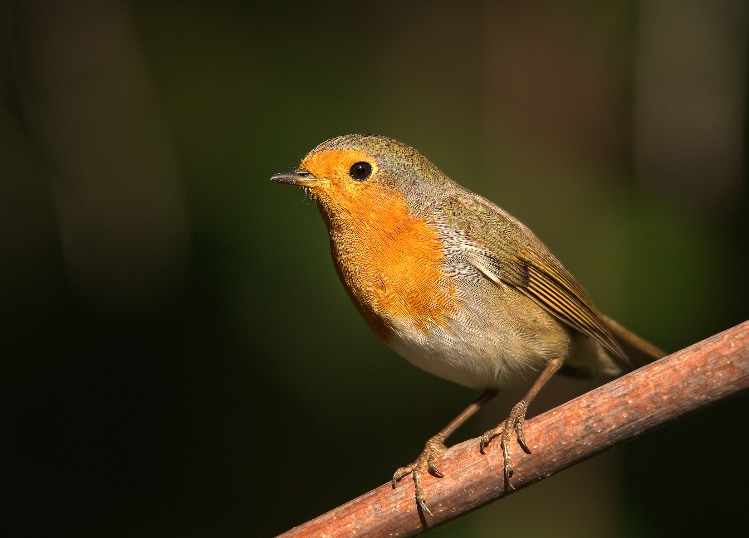 Robin