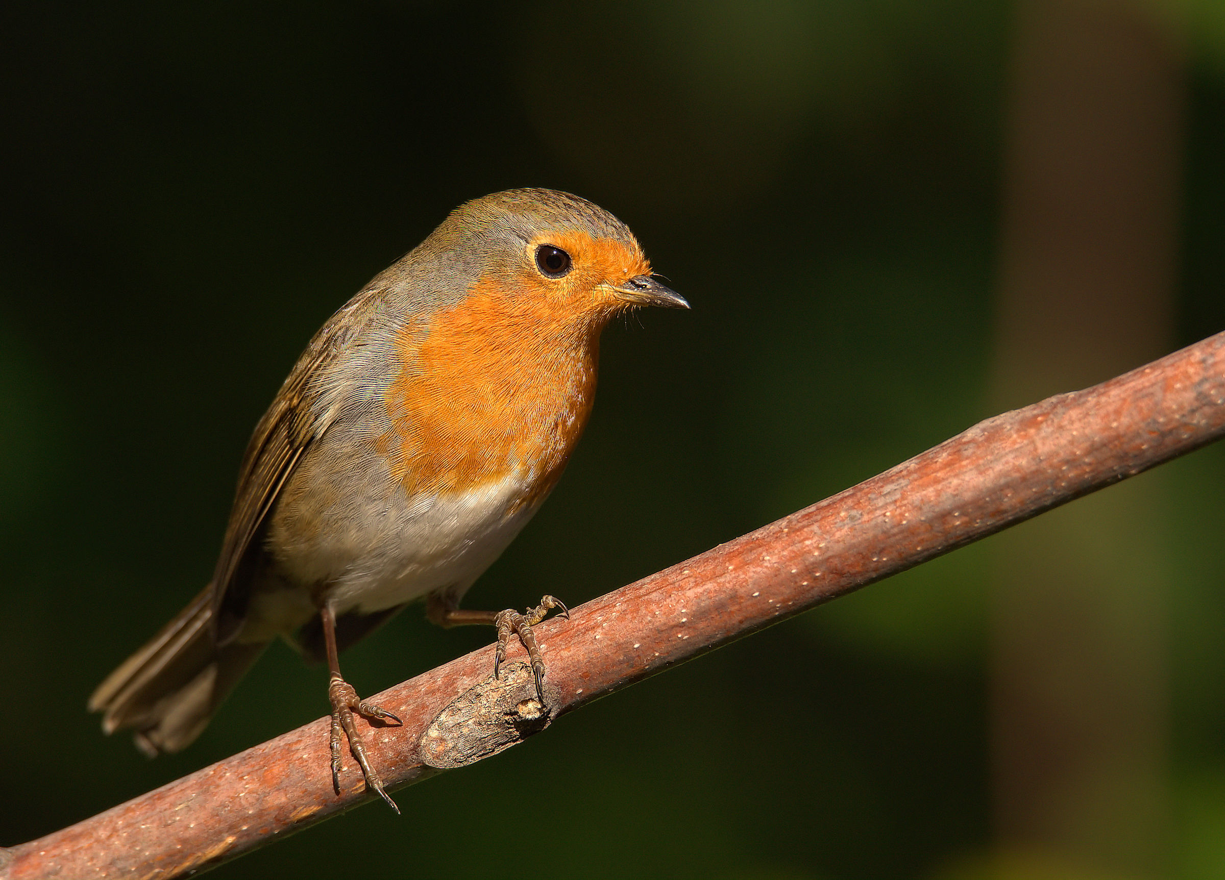 Robin