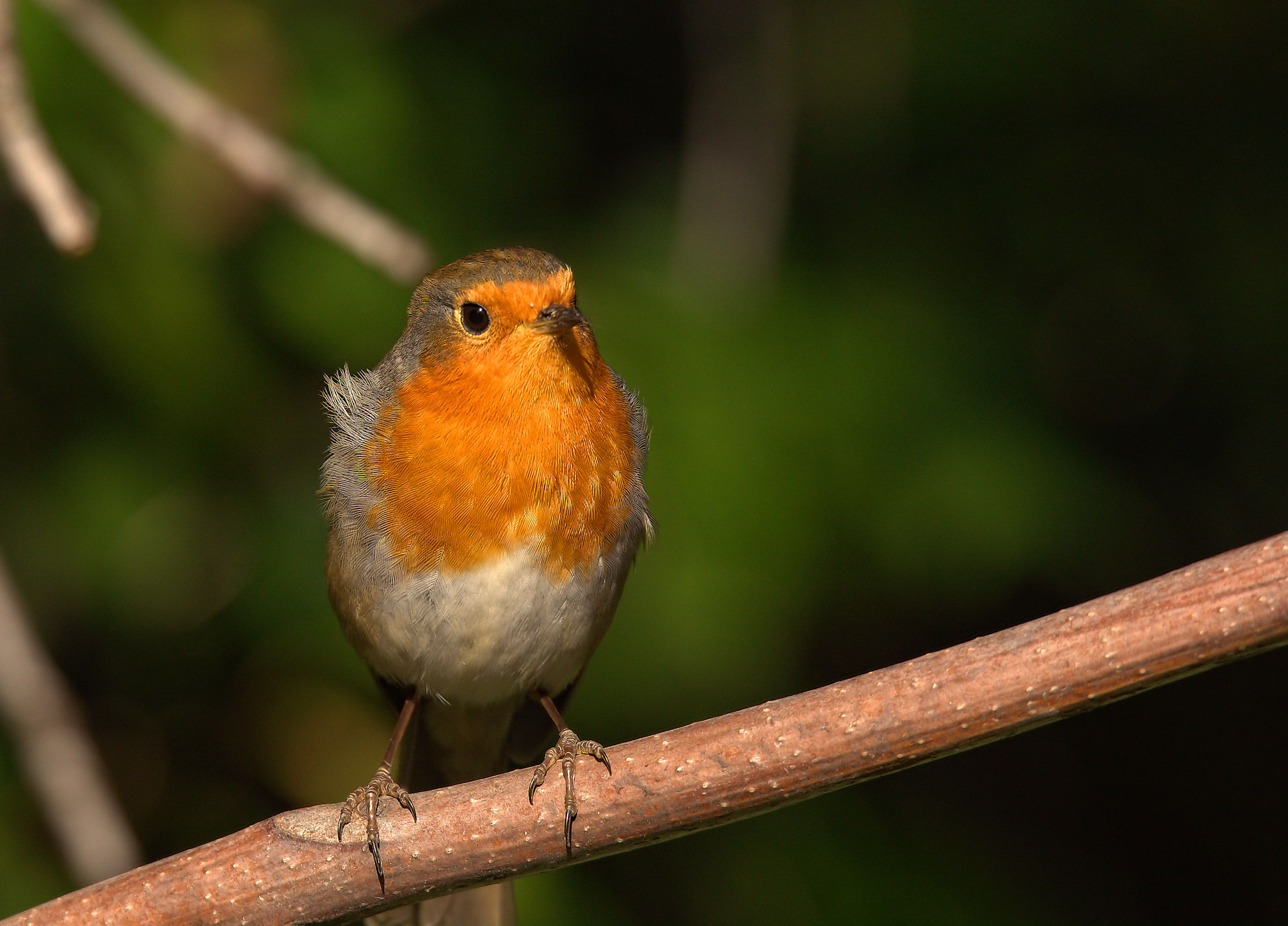 Robin