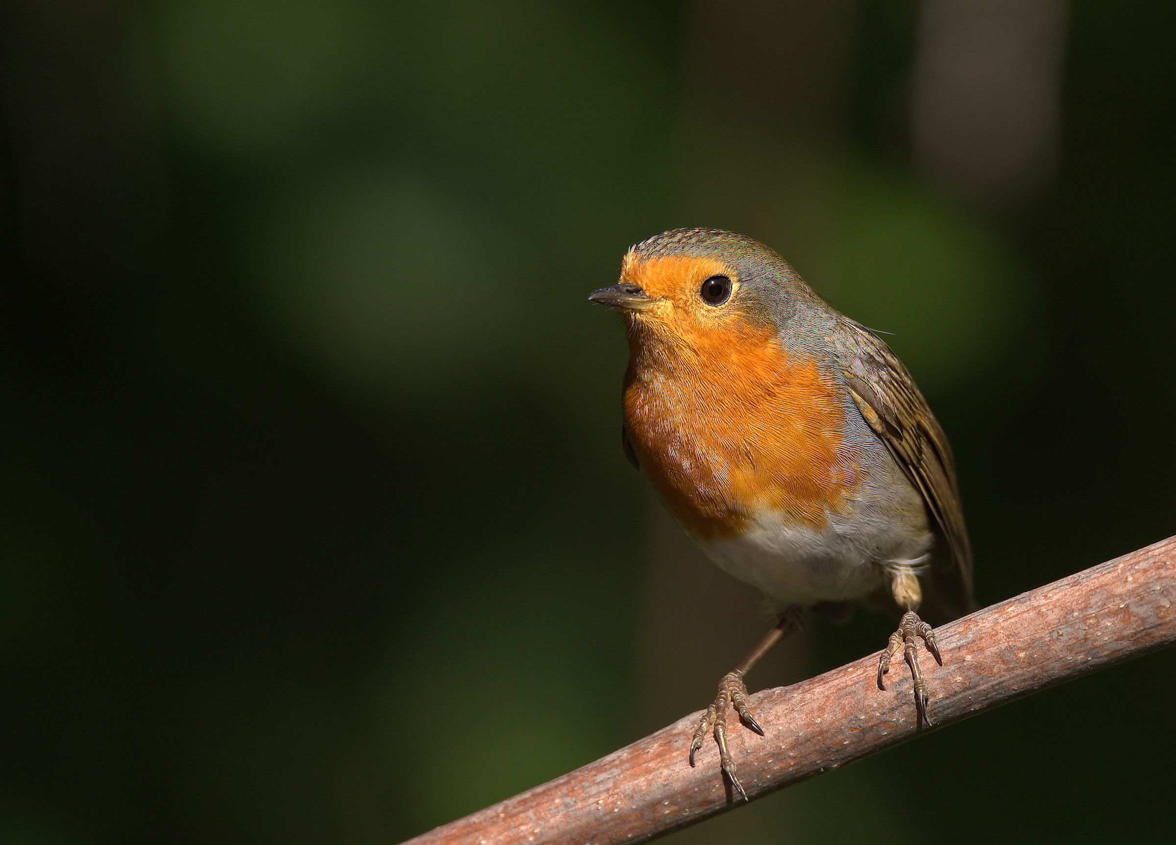 Robin