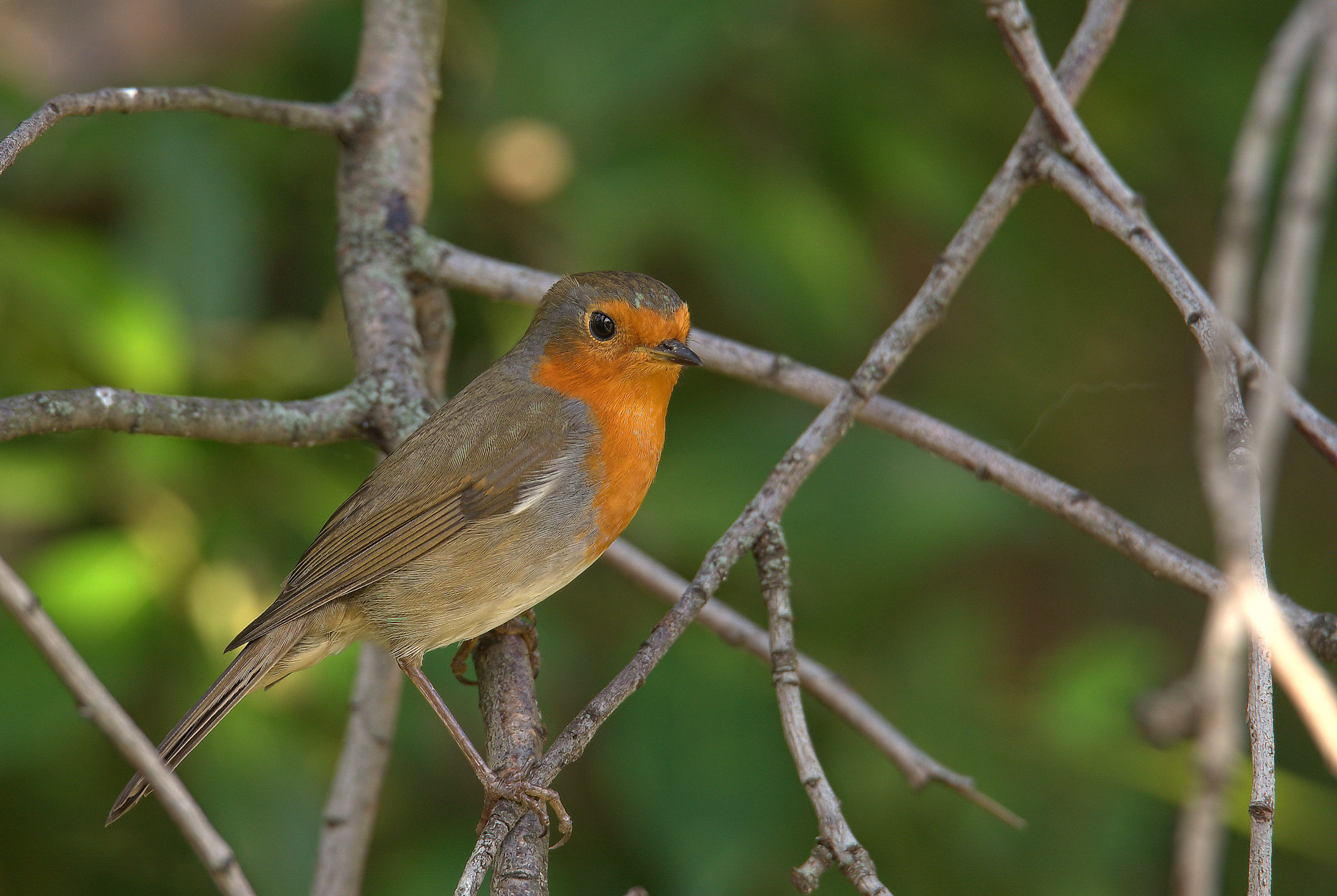 Robin