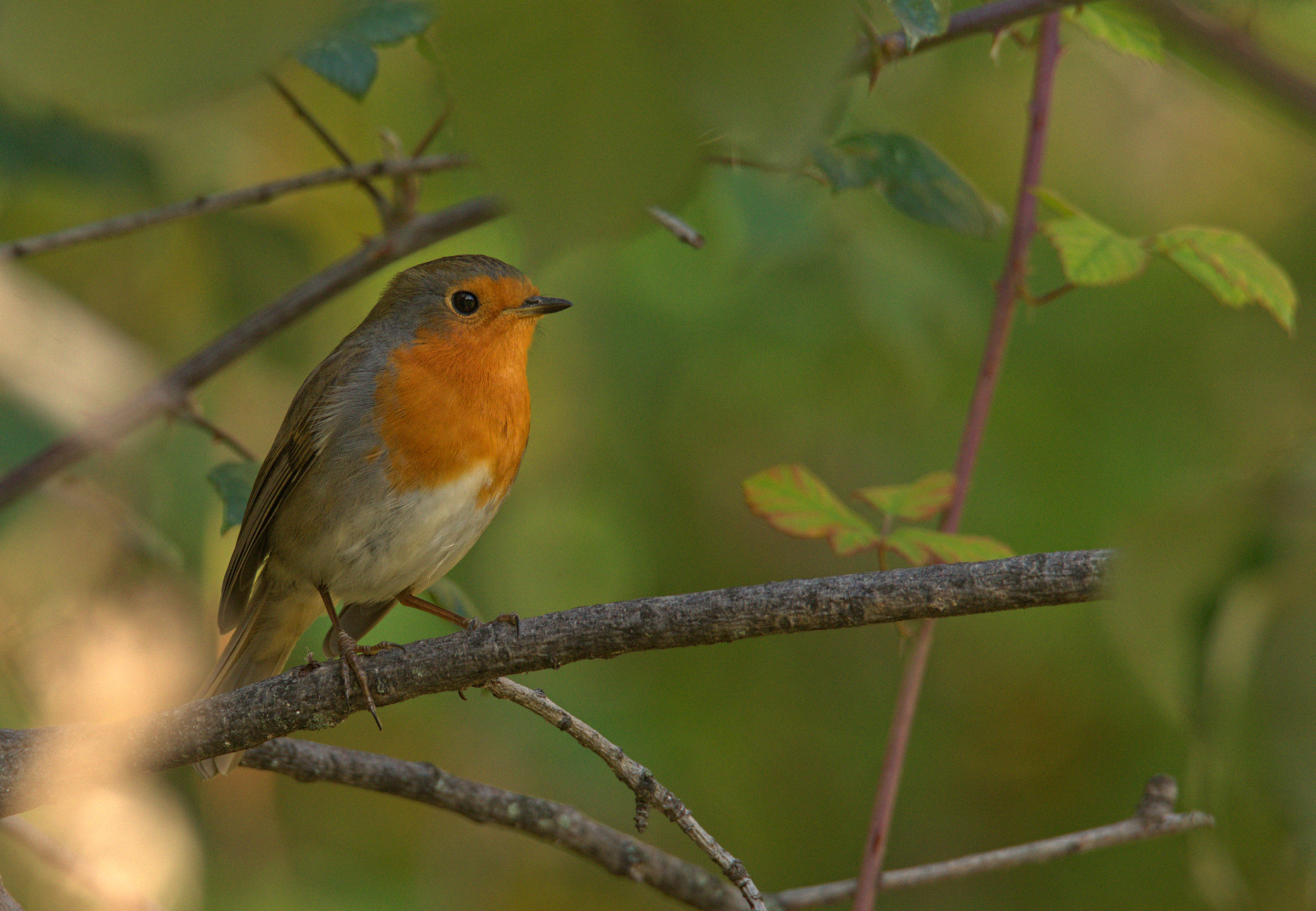 Robin