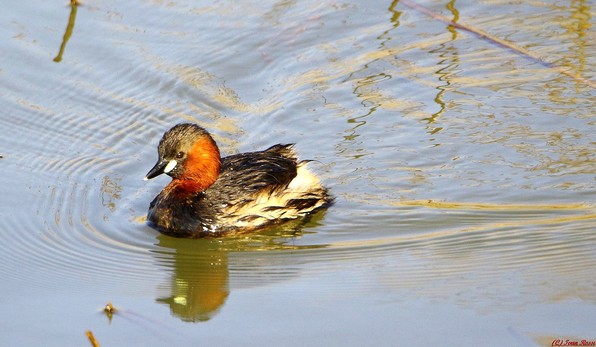 Little Grebe