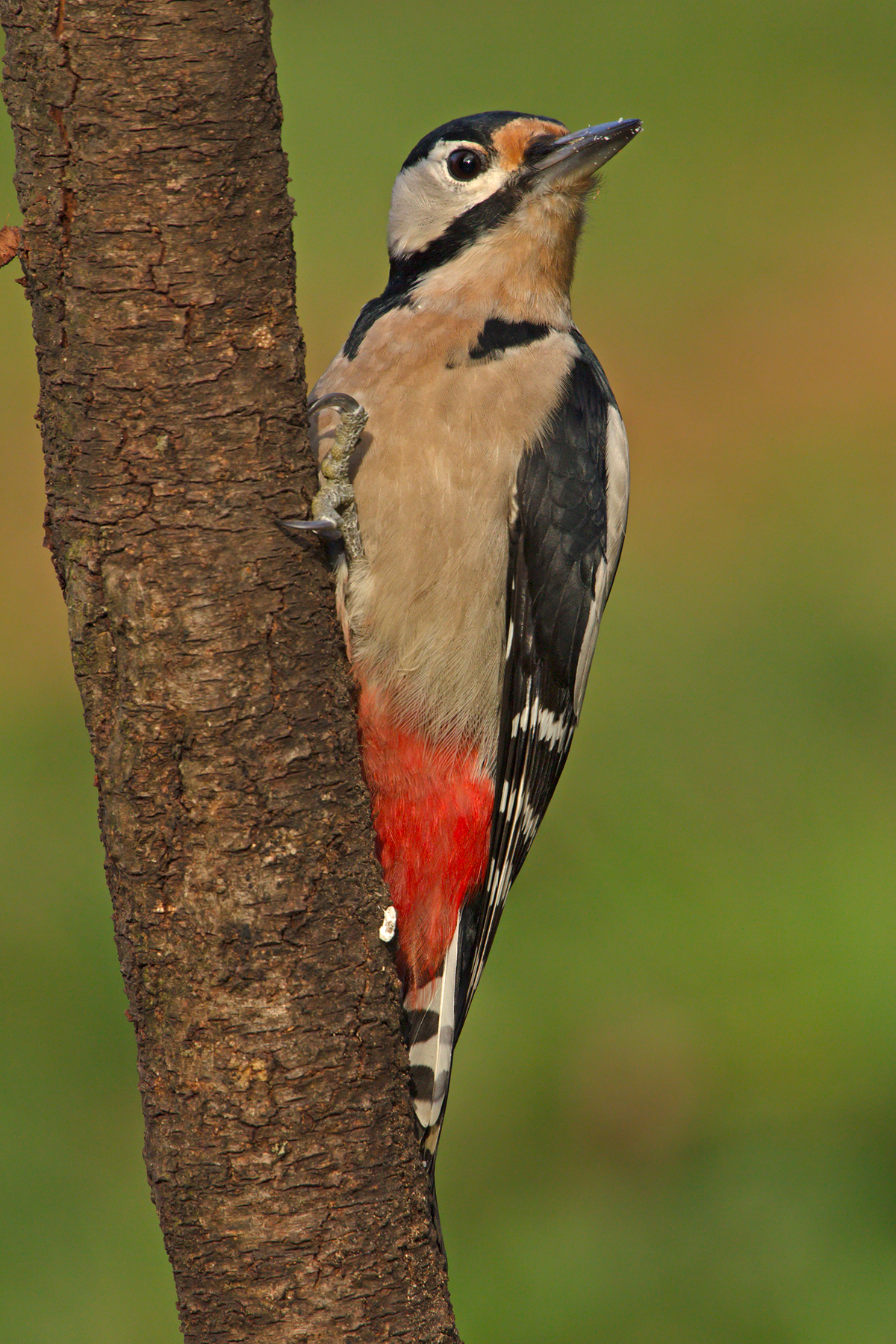 Great Spotted Woodpecker (Dendrocopos major)