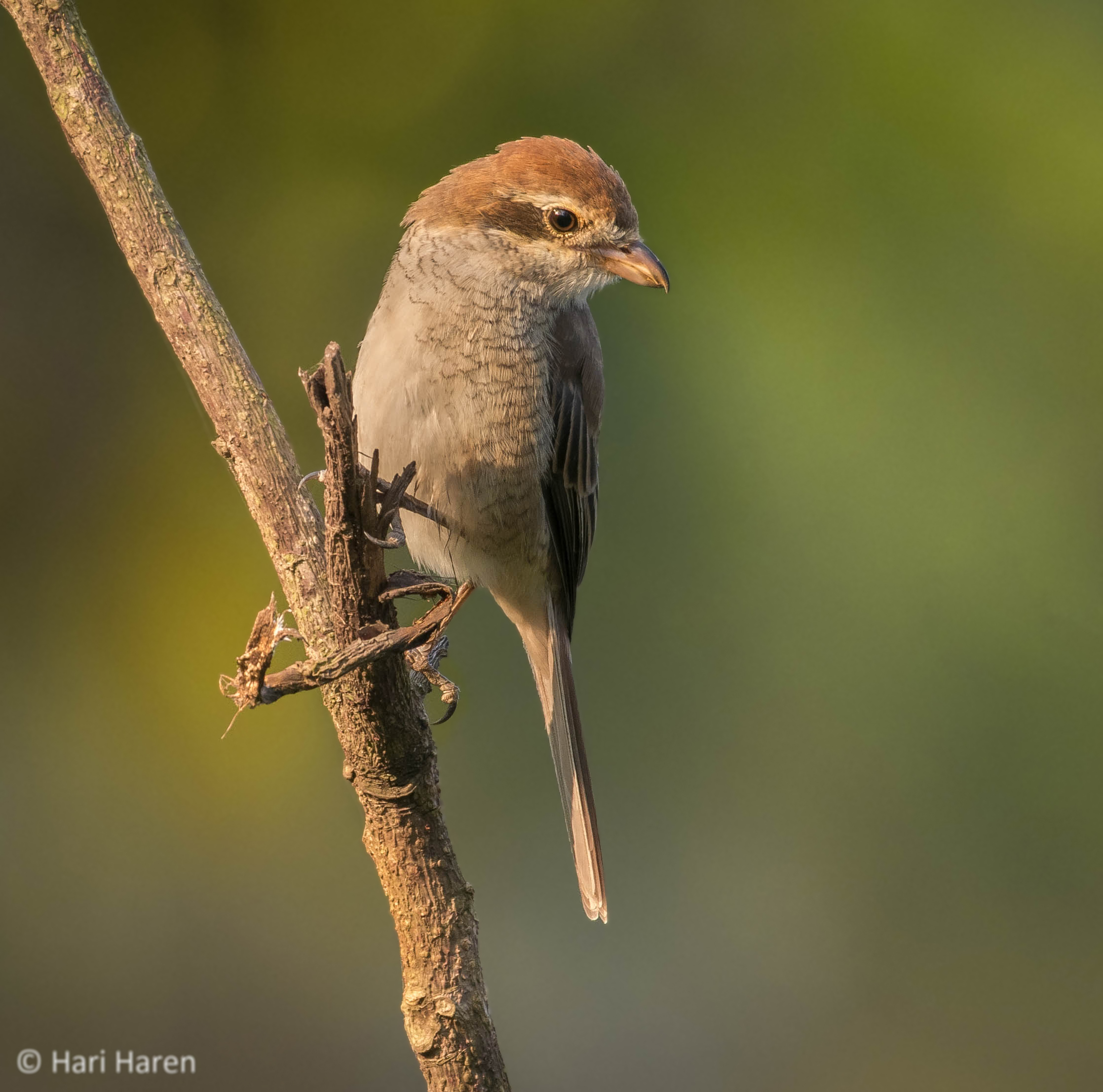 Brown shrike juvenile