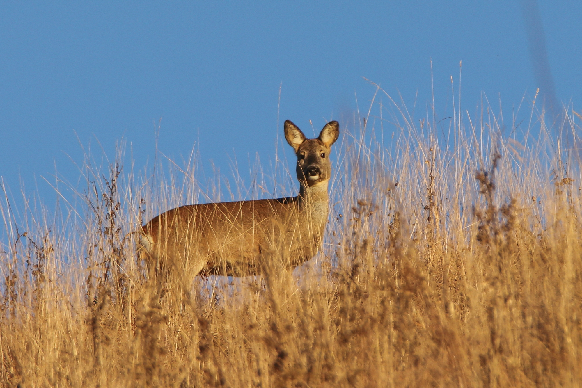 Capriolo, Monte Grappa