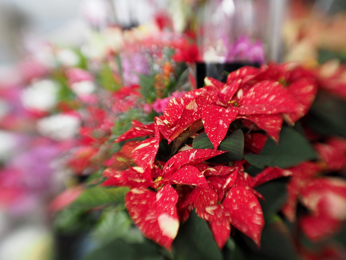 Auguri di Buon Feste