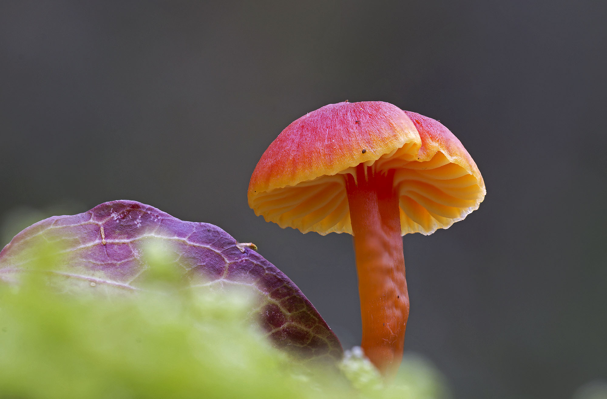 Hygrocybe sp.