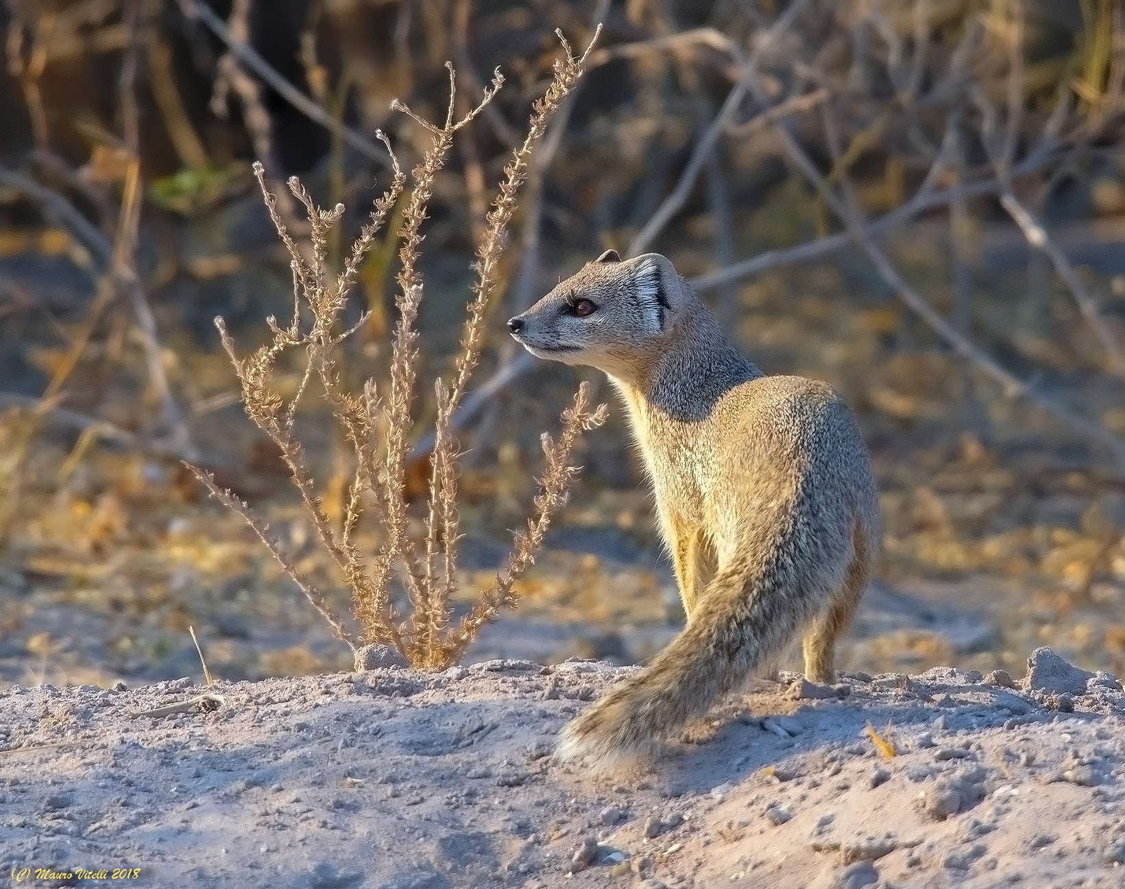 Mangusta Gialla (Cynictis penicillata) Central Kalahari