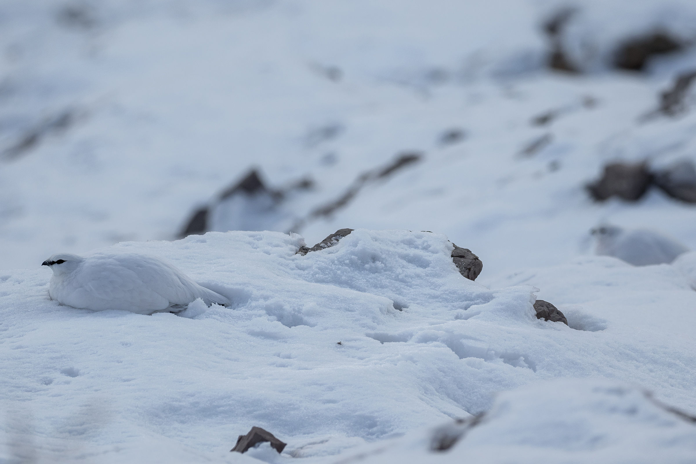 Mimicry.   White Partridge