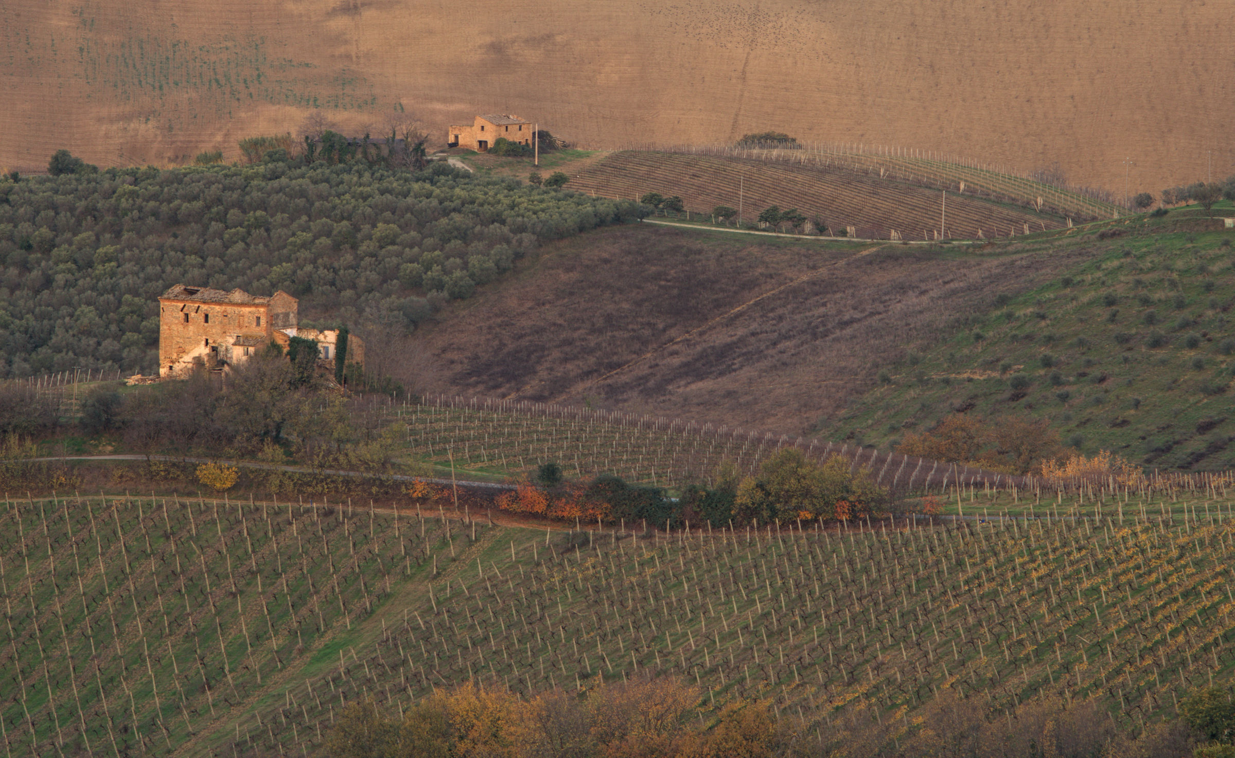 Colline marchigiane