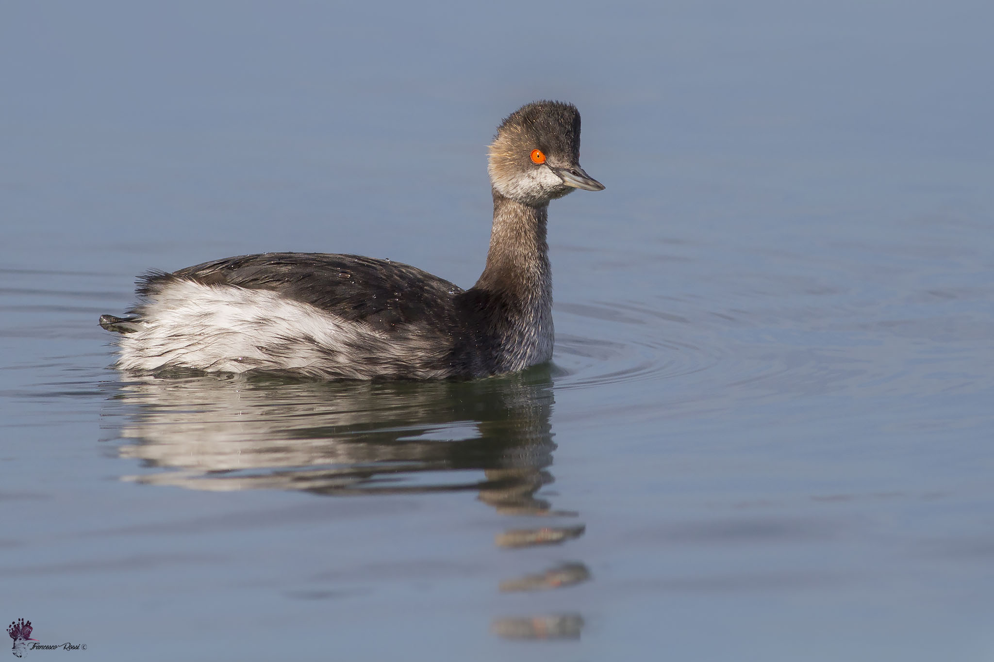 Svasso Piccolo in livrea invernale
