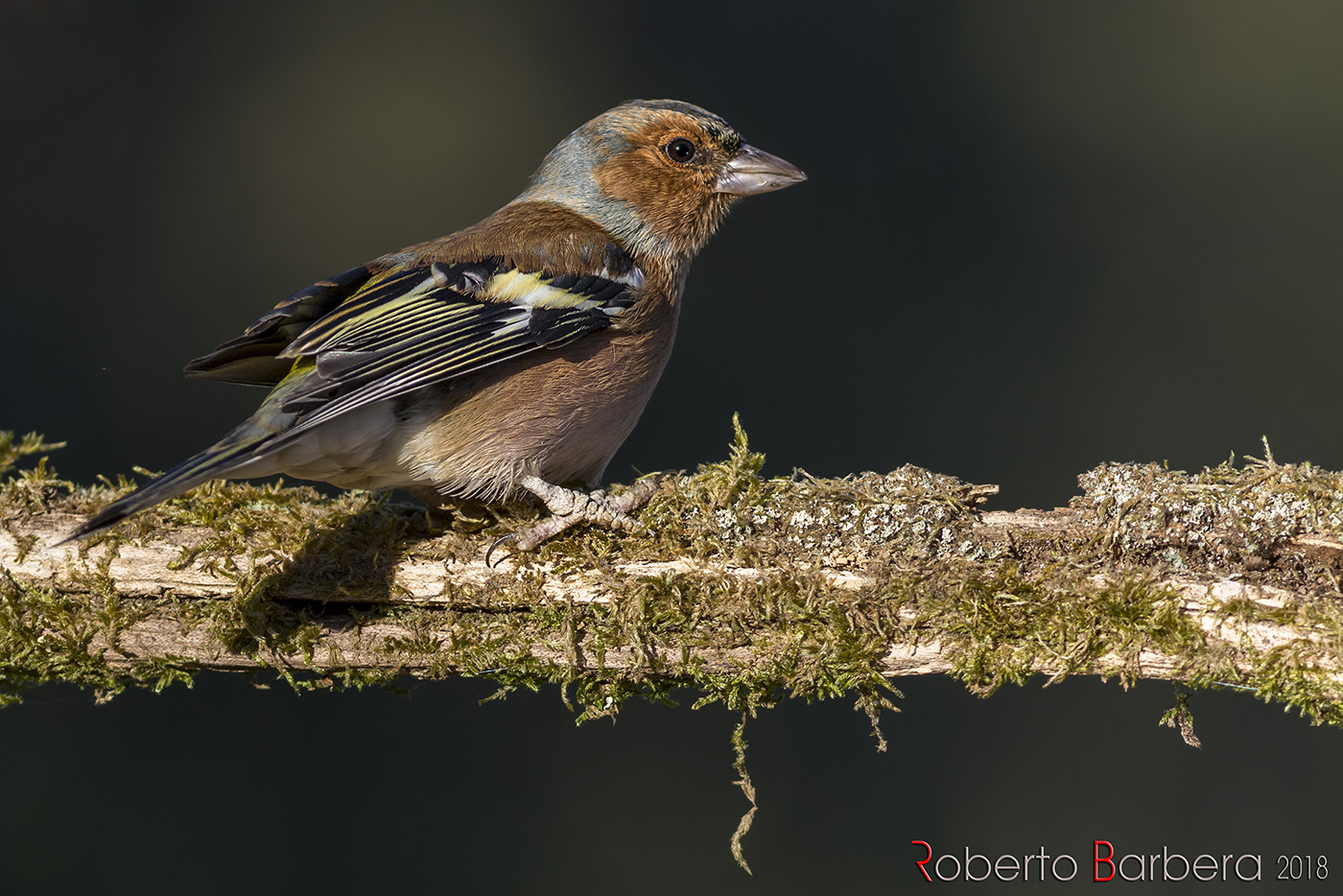 Chaffinch
