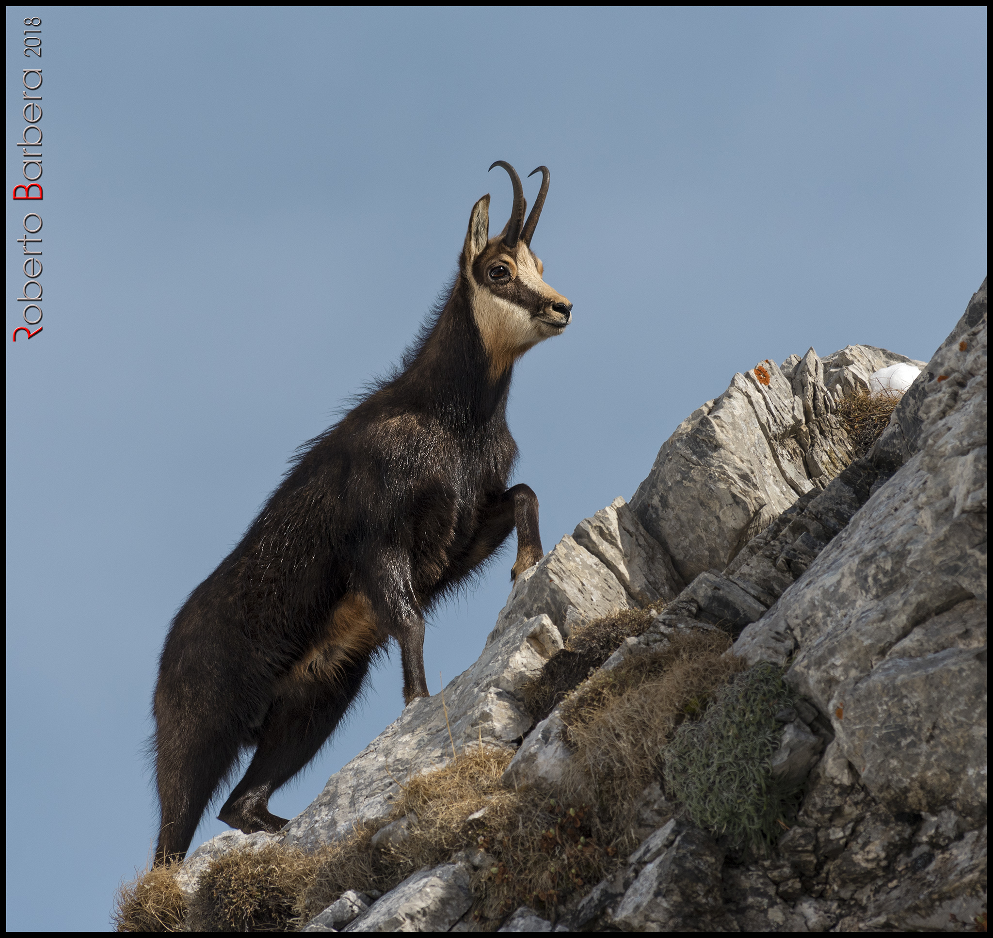 Lo splendido camoscio alpino, il signore delle rocce