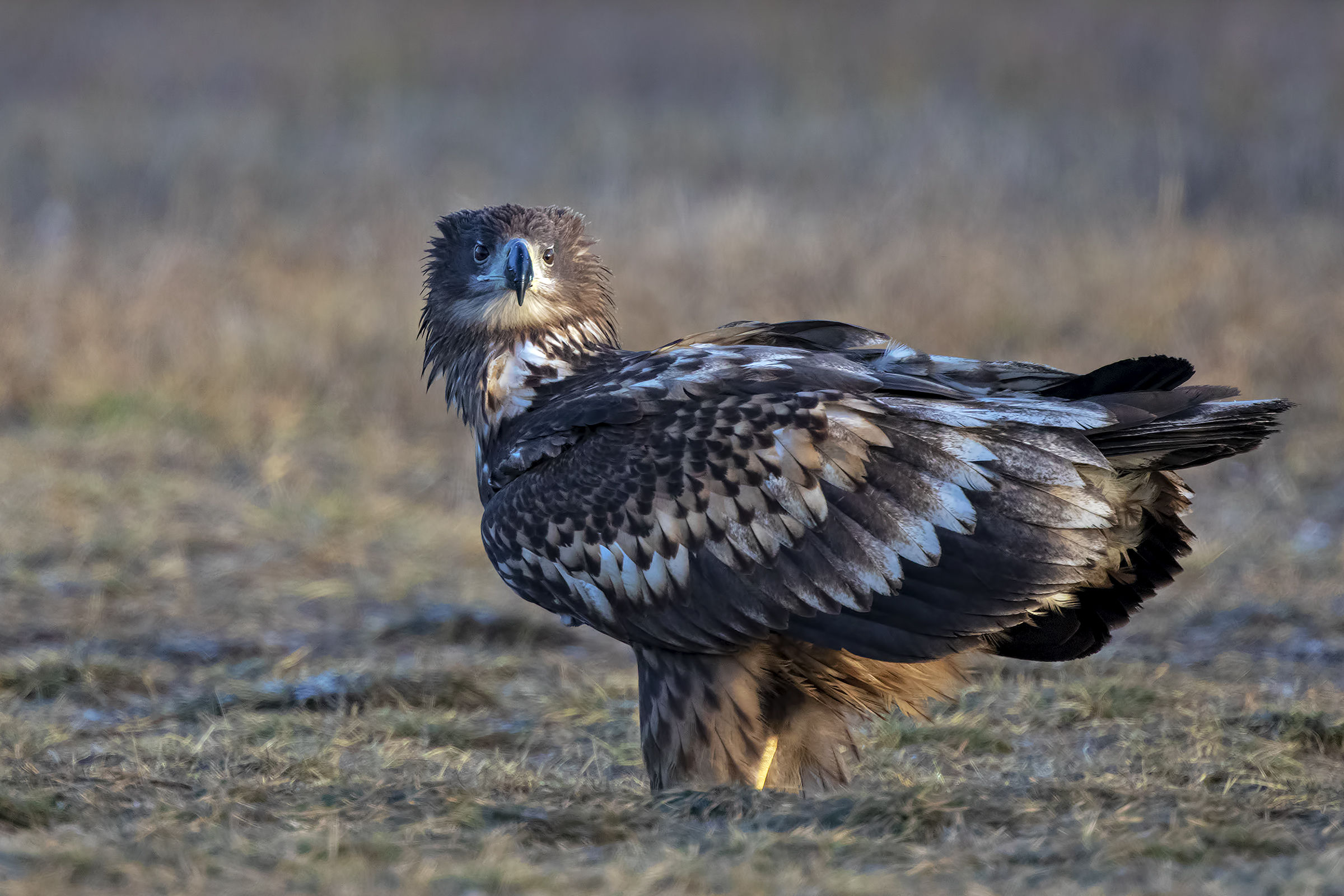 Sea Eagle White Tail