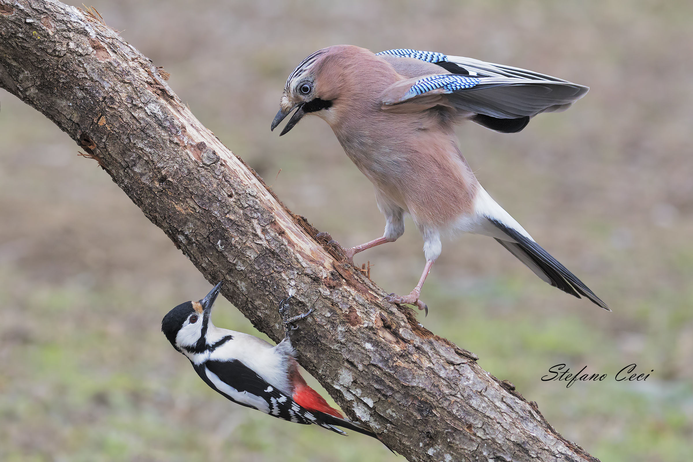 Meeting between the woodpeckers and the Jay