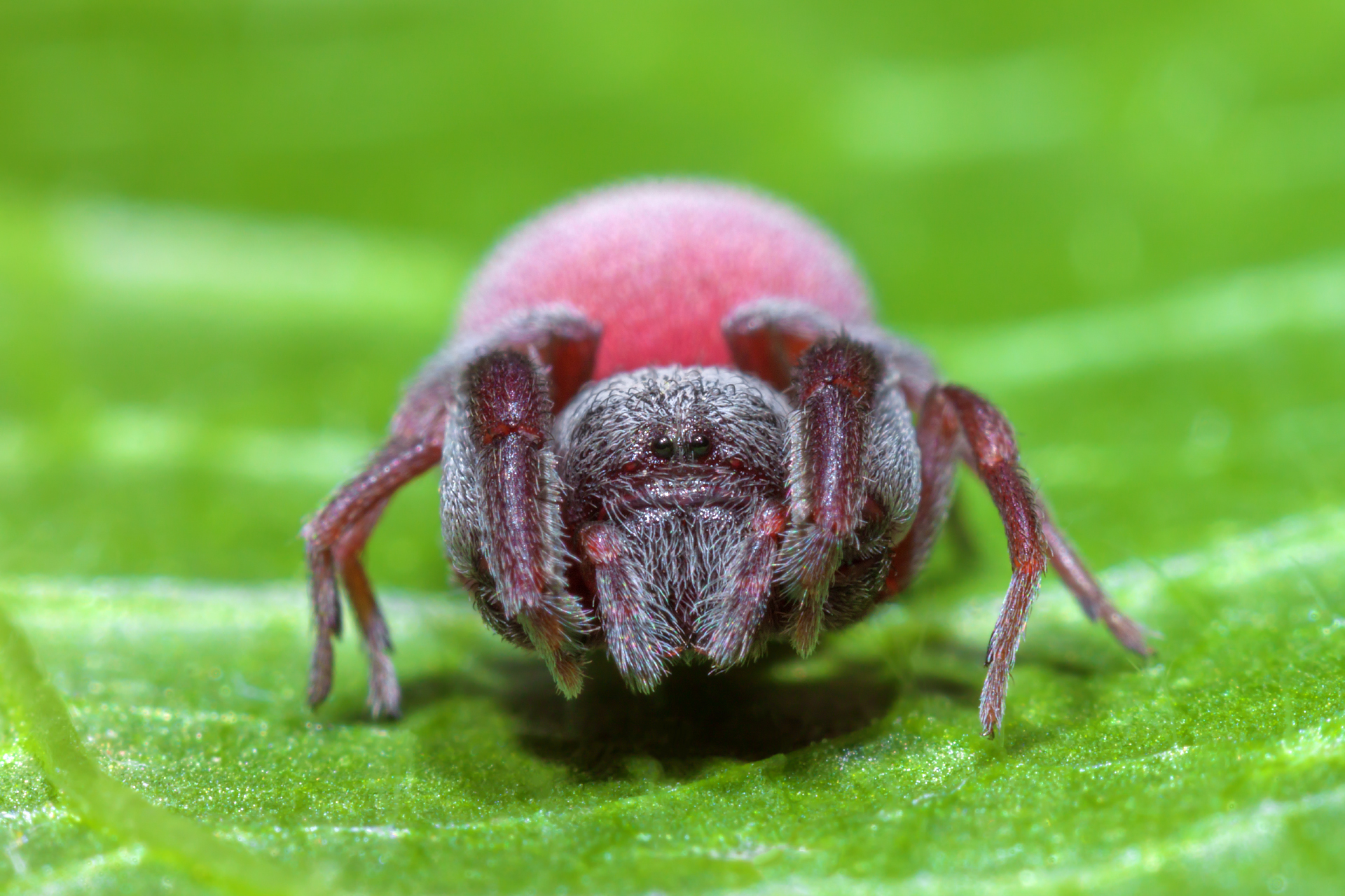 L'asiatico centrale palpo-piede ragno